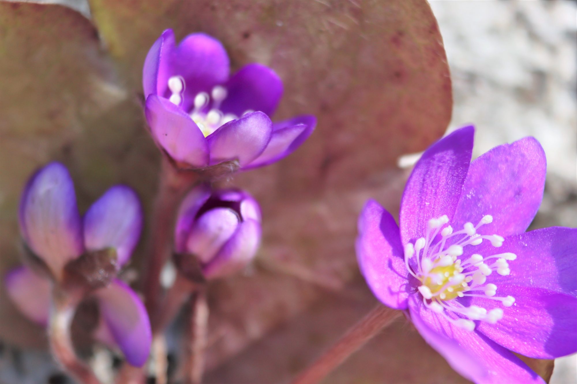 Valokuvaaja: Irja Lehtinen Valokuvaaja: Irja Lehtinen