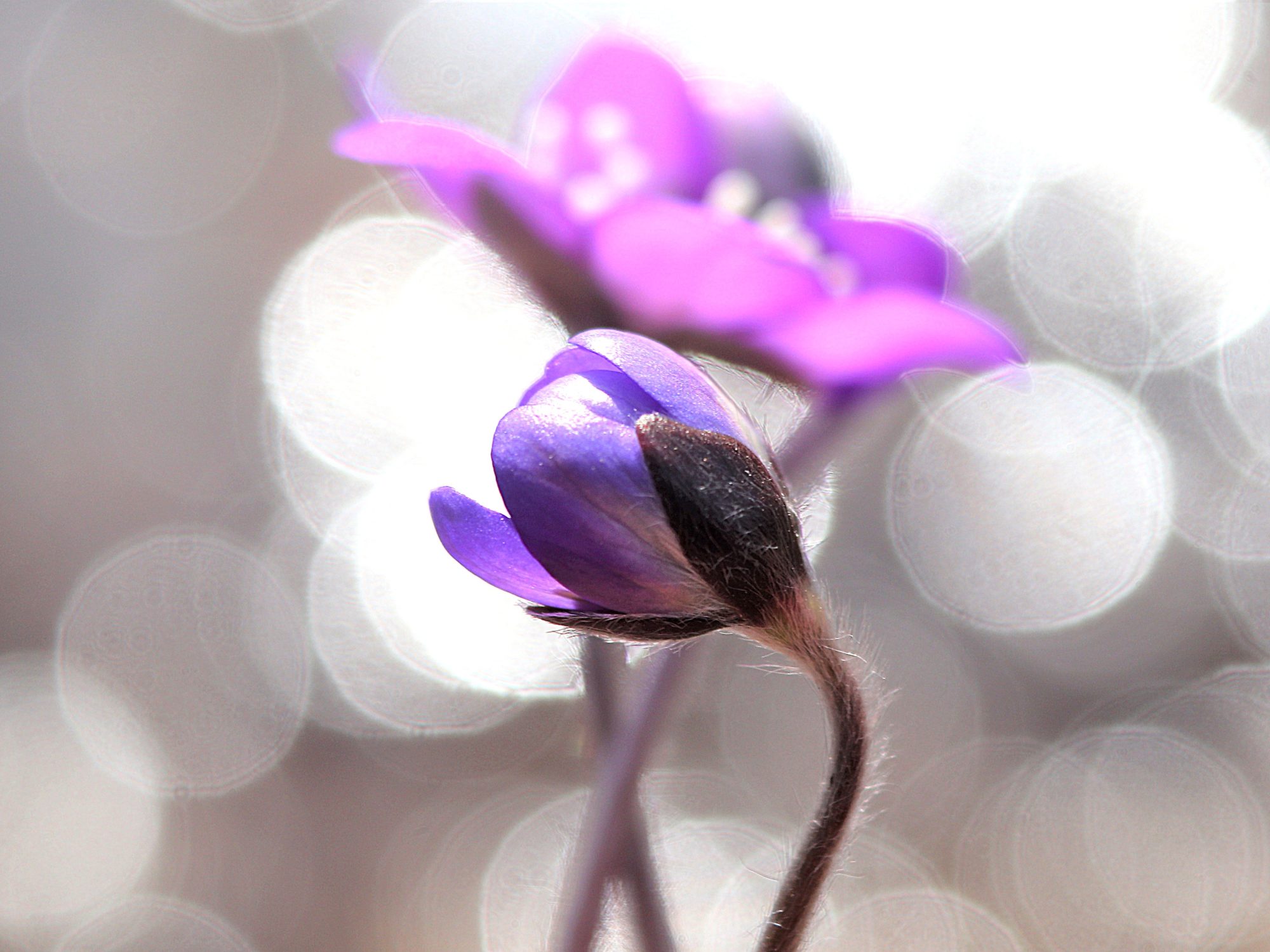 Valokuvaaja: Irja Lehtinen