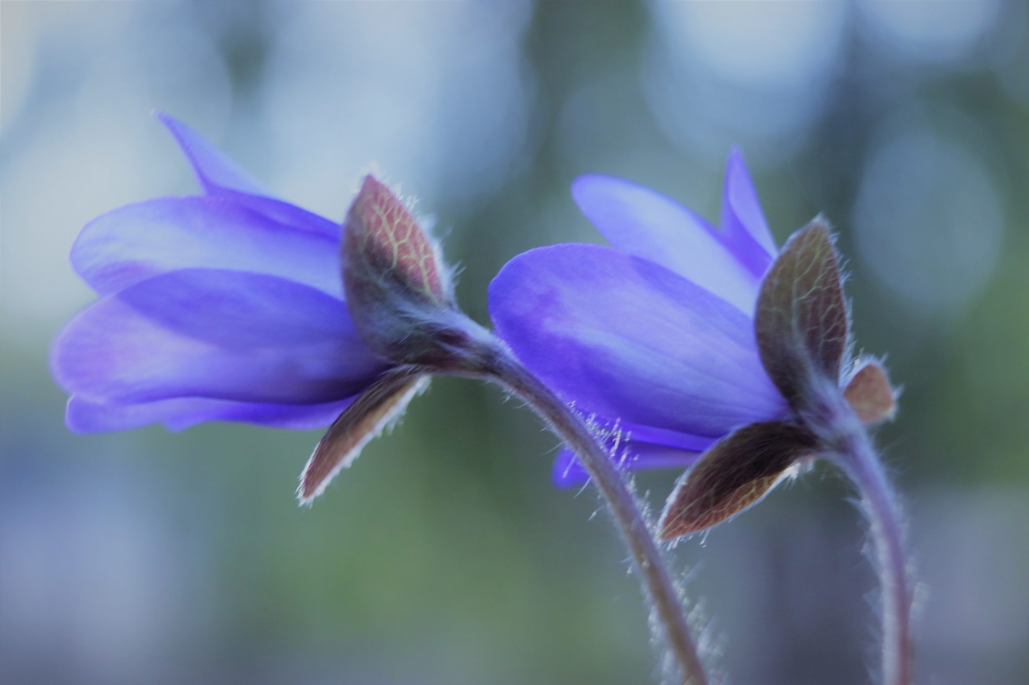 Valokuvaaja: Irja Lehtinen