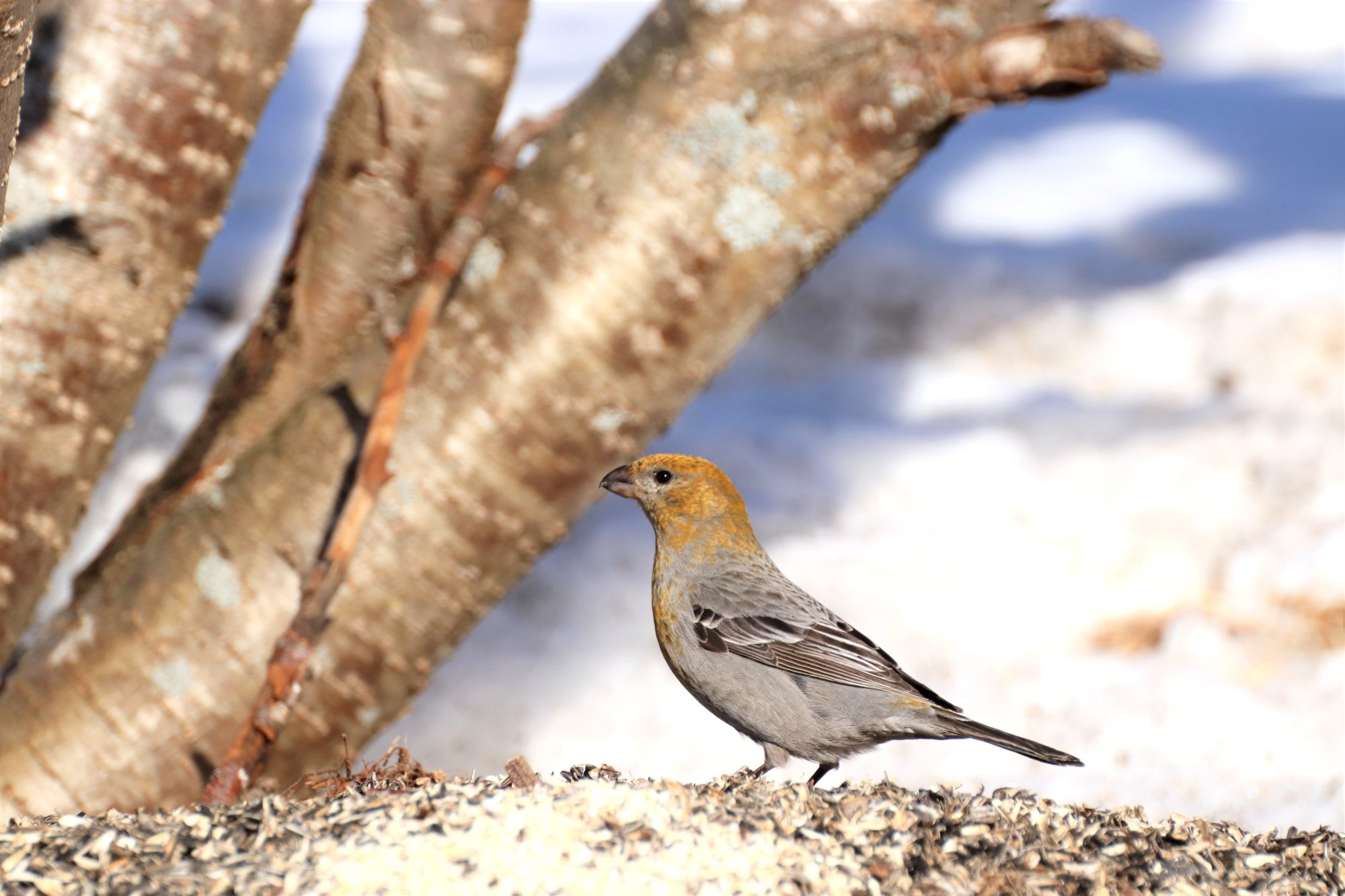 Valokuvaaja: Irja Lehtinen