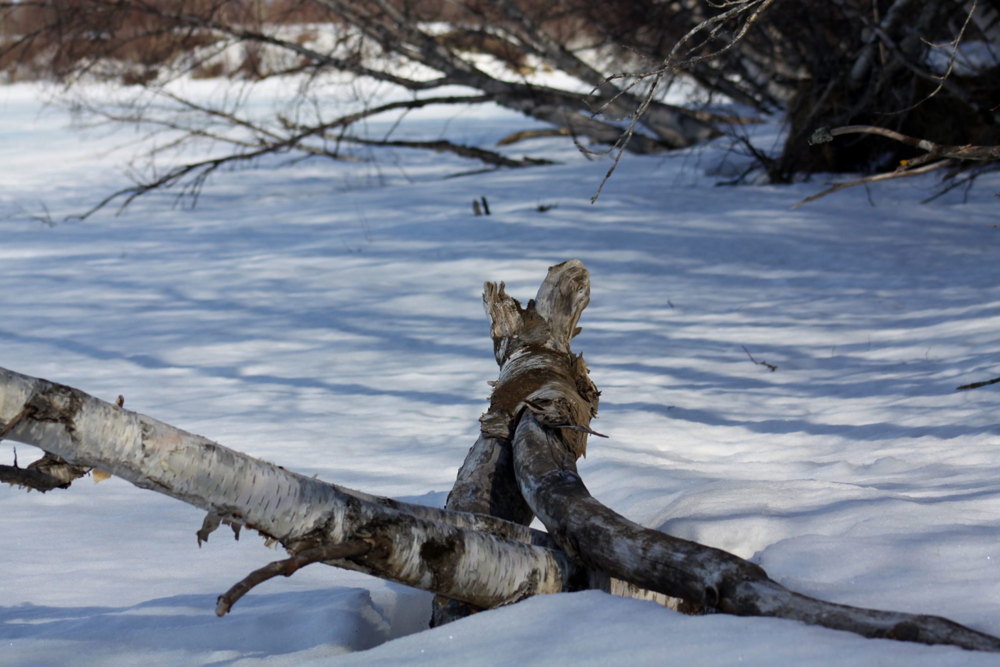 Valokuvaaja: Pirkko Siukonen