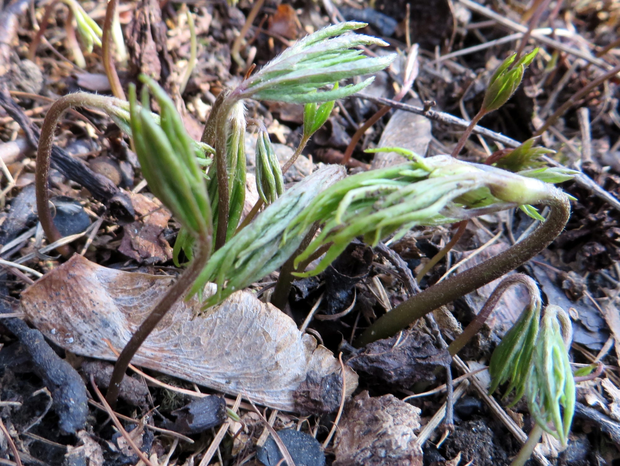 Valokuvaaja: Lissu Kaivolehto