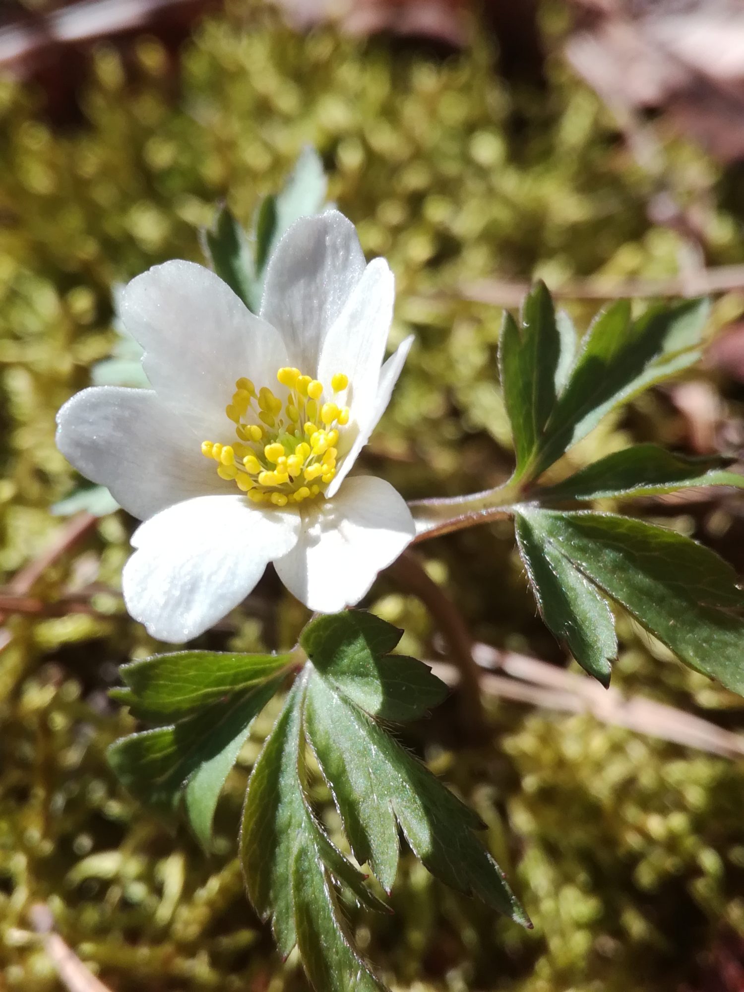 Valokuvaaja: Riitta Marjamäki Valokuvaaja: Riitta Marjamäki