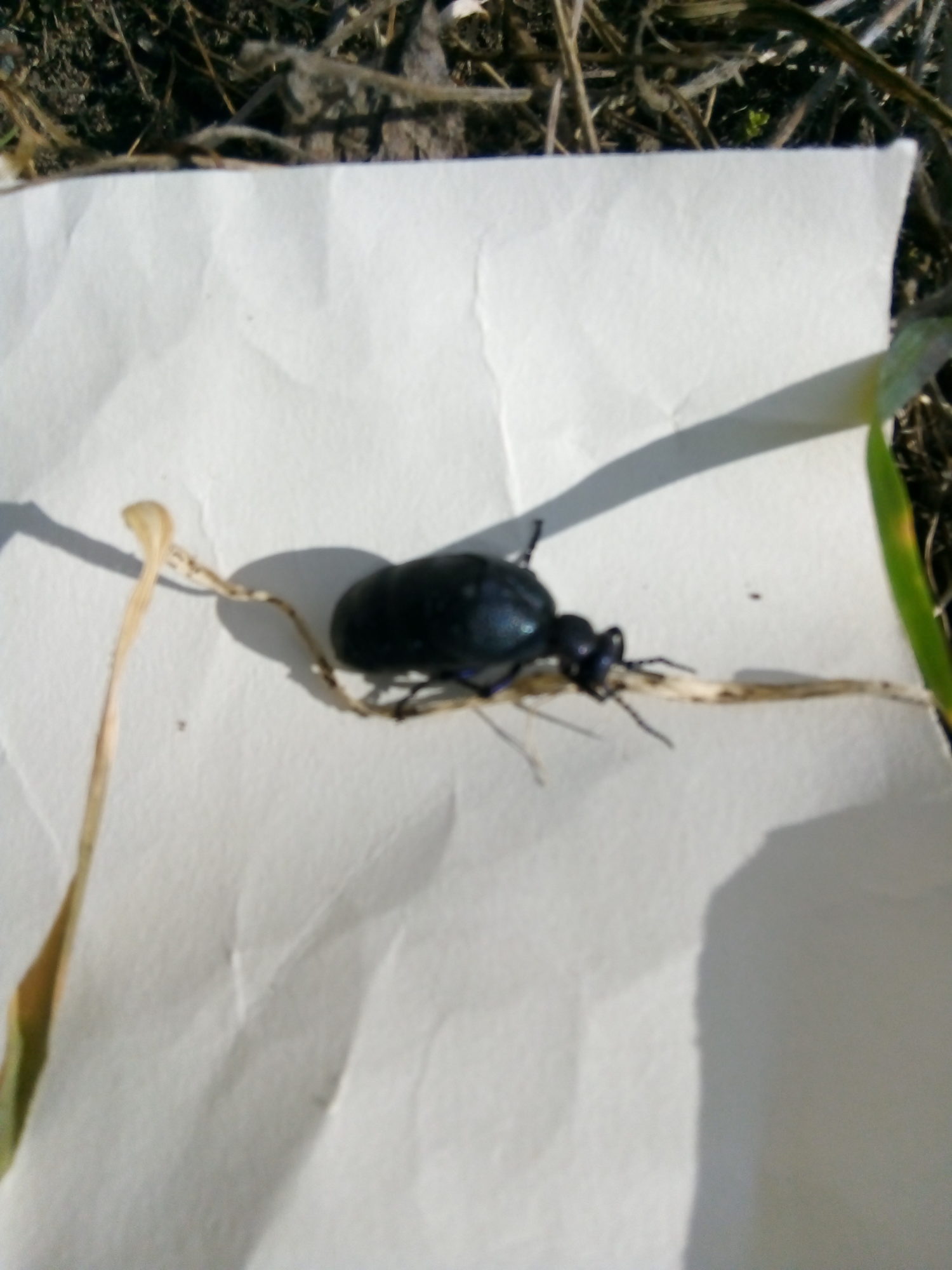 Valokuvaaja: Eric Westerlund