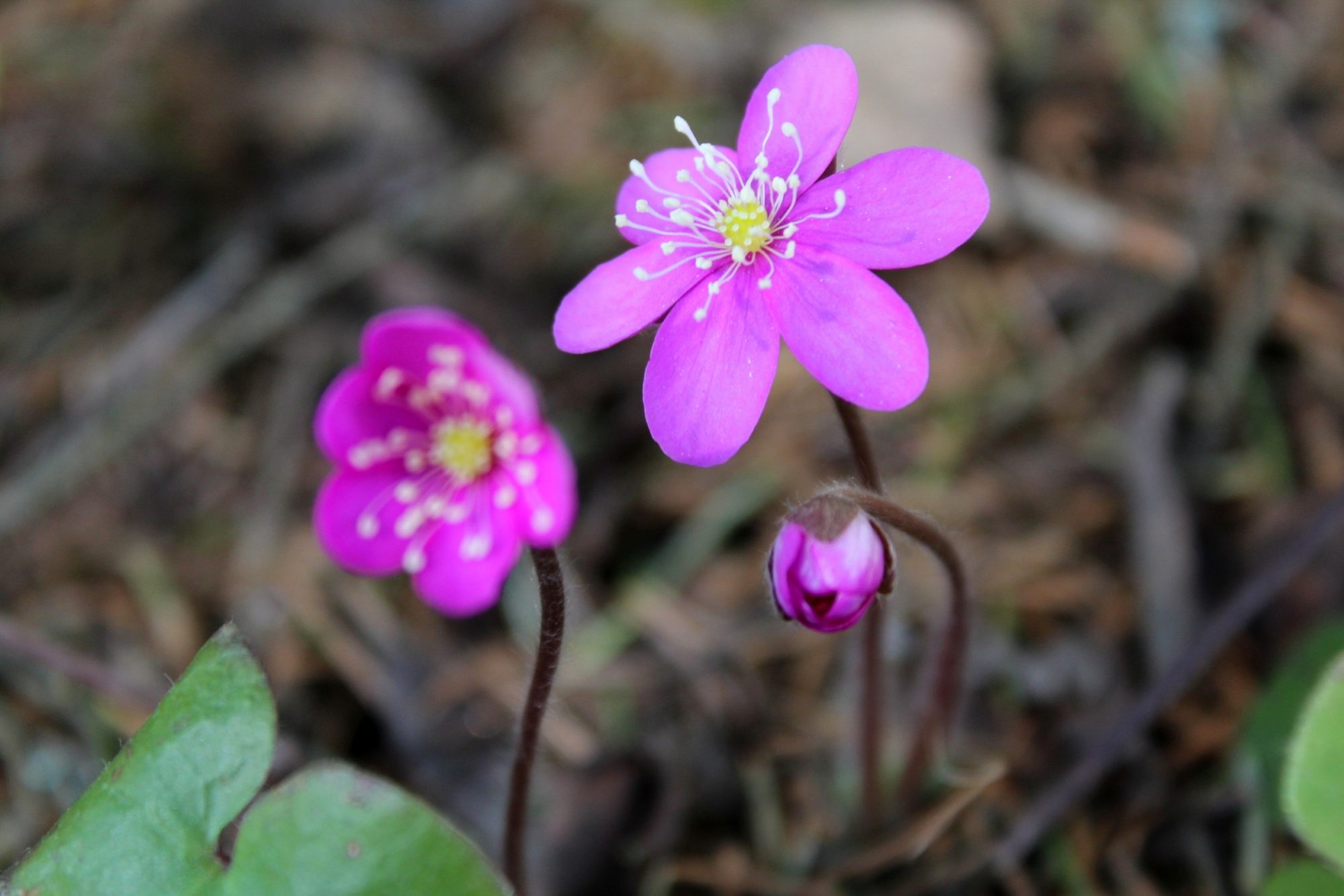 Valokuvaaja: Paula Savelius