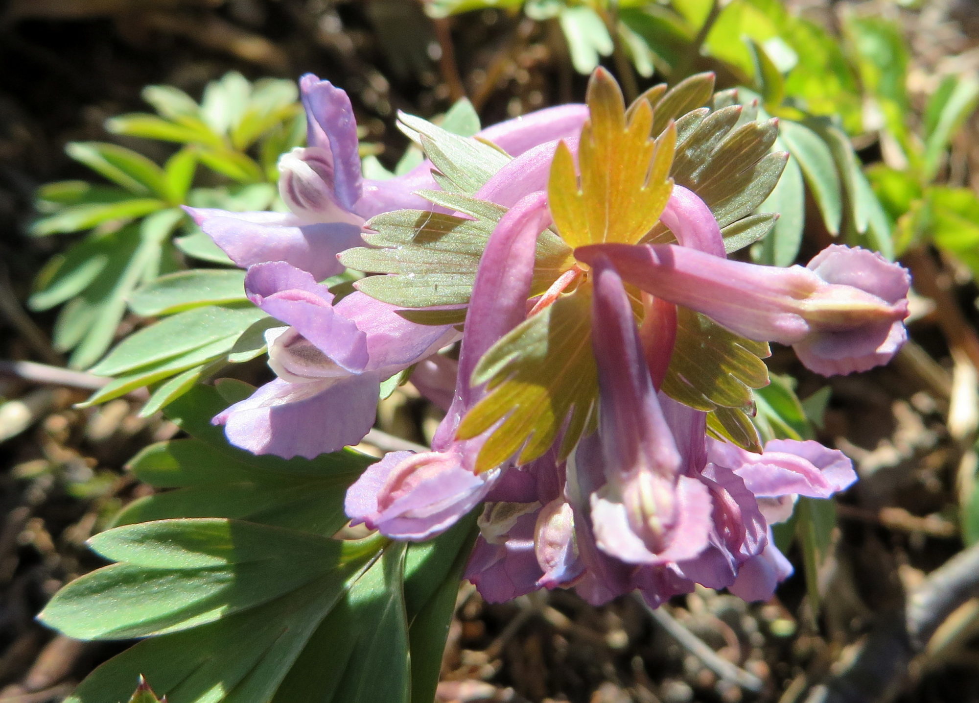 Valokuvaaja: Lissu Kaivolehto