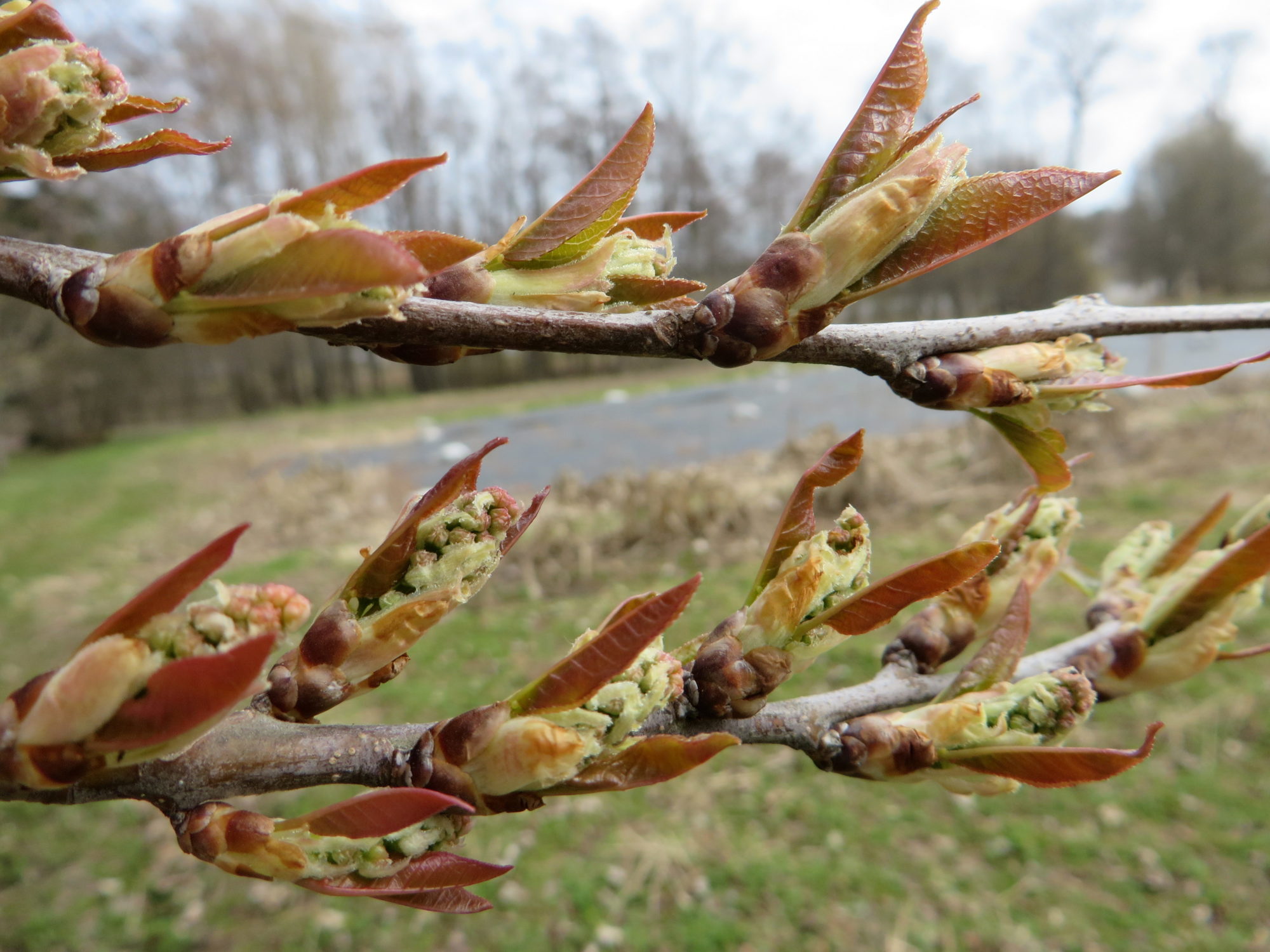 Valokuvaaja: Lissu Kaivolehto