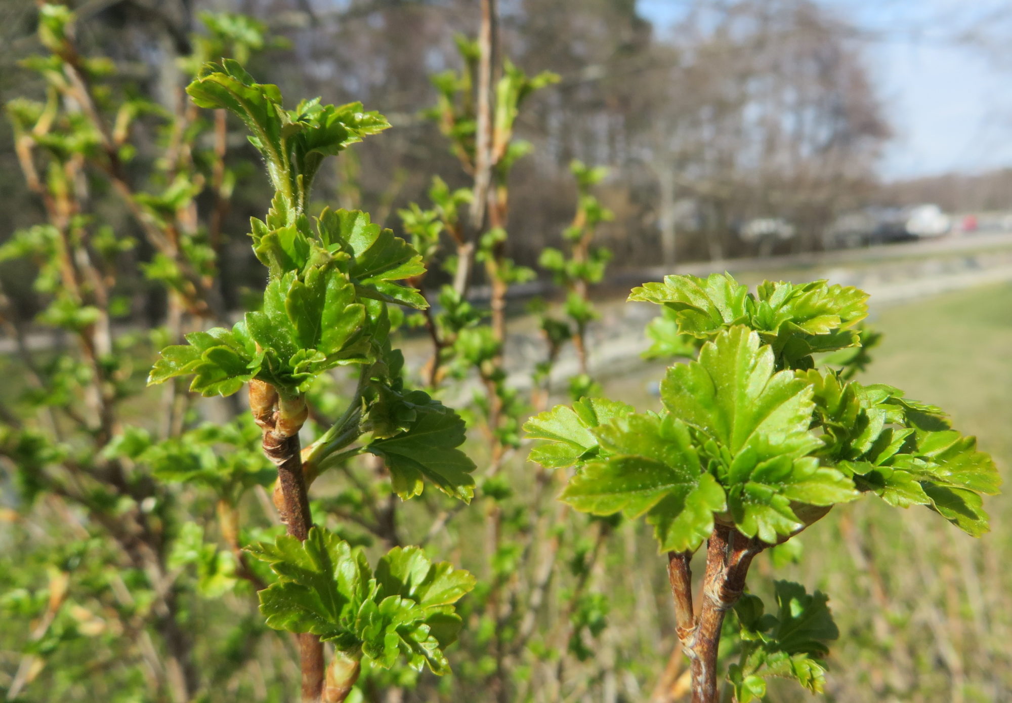 Valokuvaaja: Lissu Kaivolehto