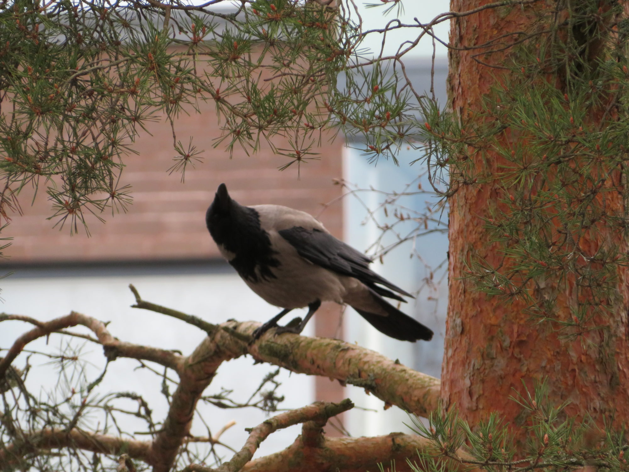 Valokuvaaja: Risto Kangassalo Valokuvaaja: Risto Kangassalo