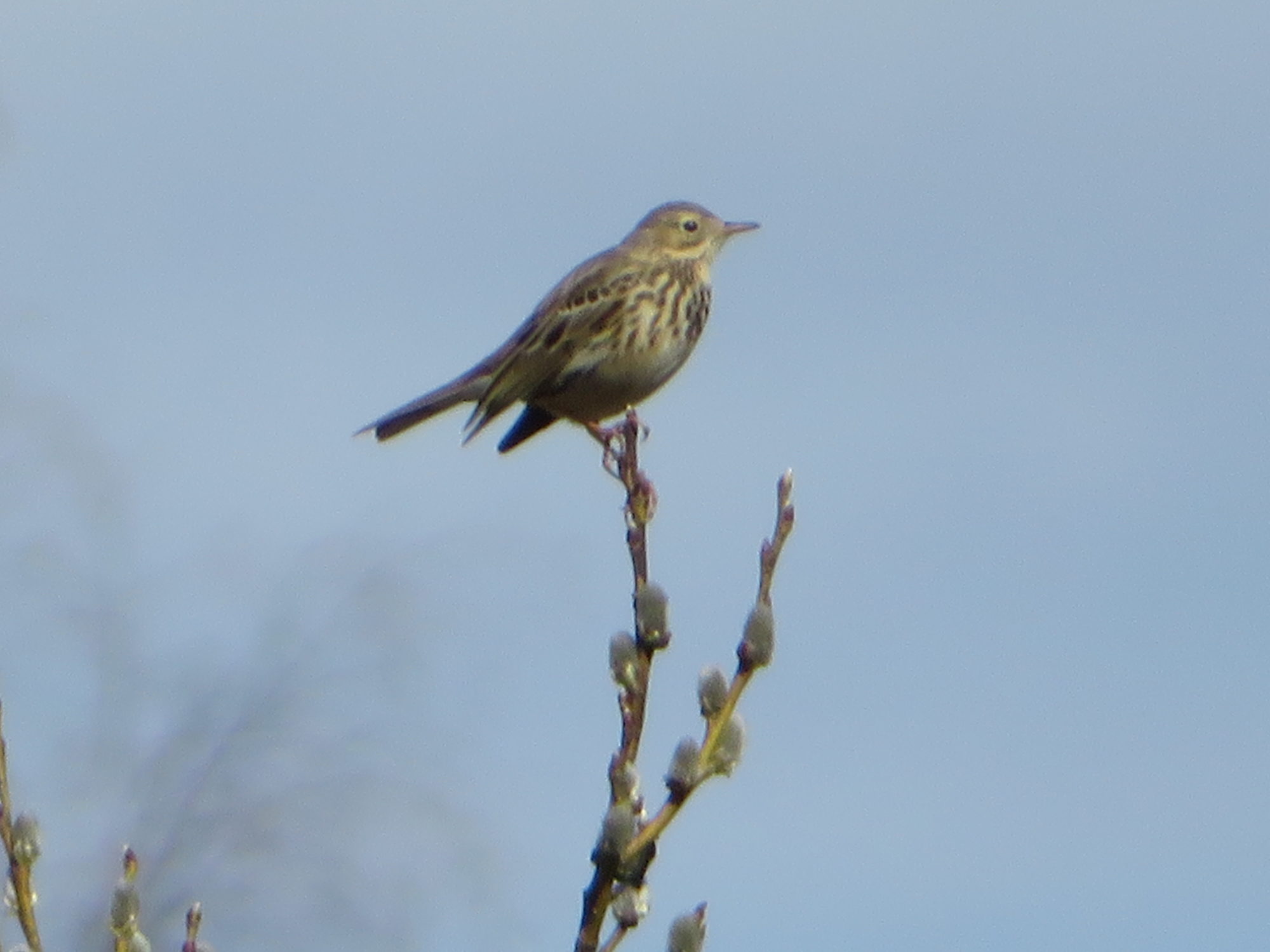 Valokuvaaja: Risto Kangassalo
