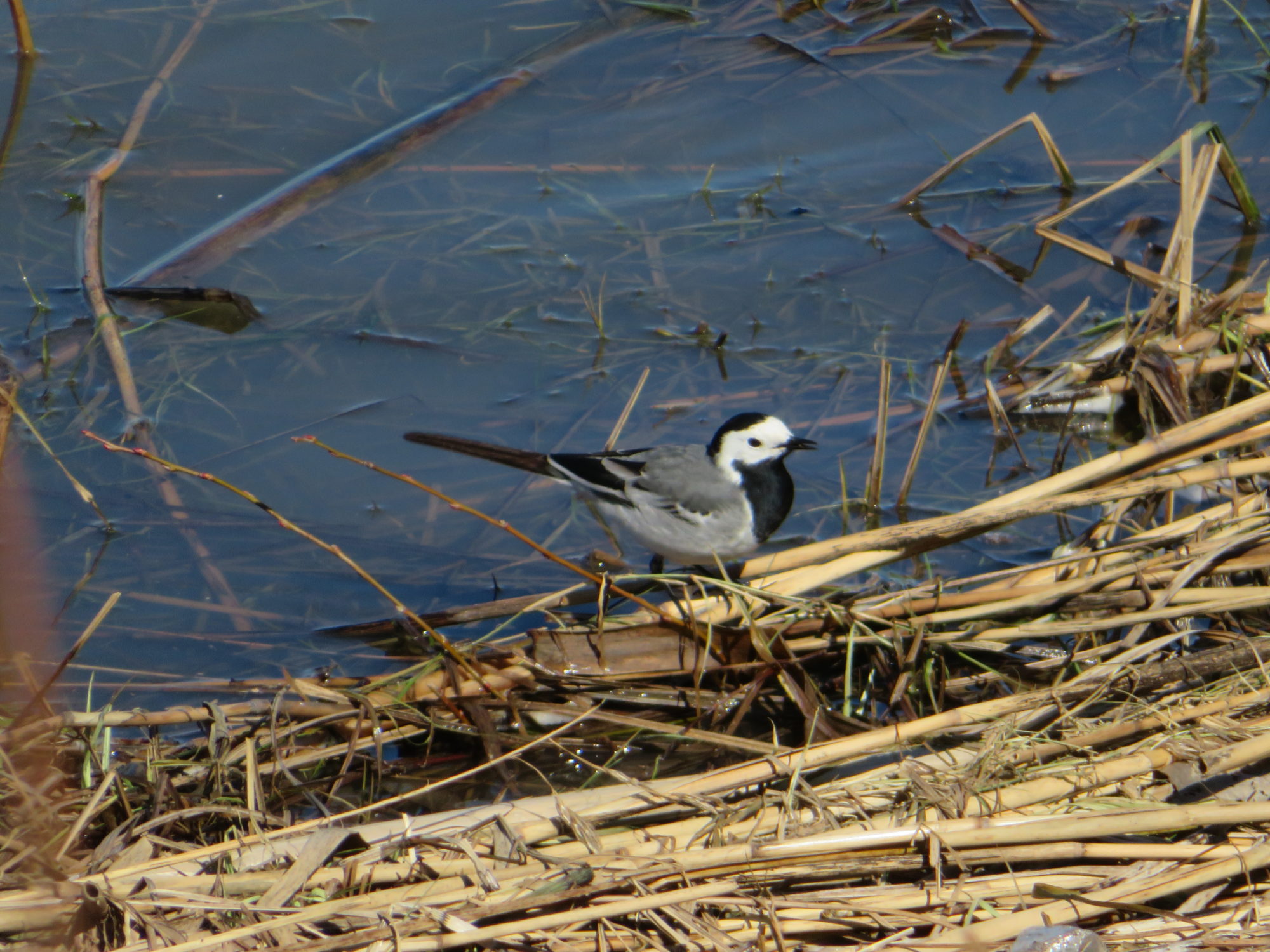 Valokuvaaja: Risto Kangassalo