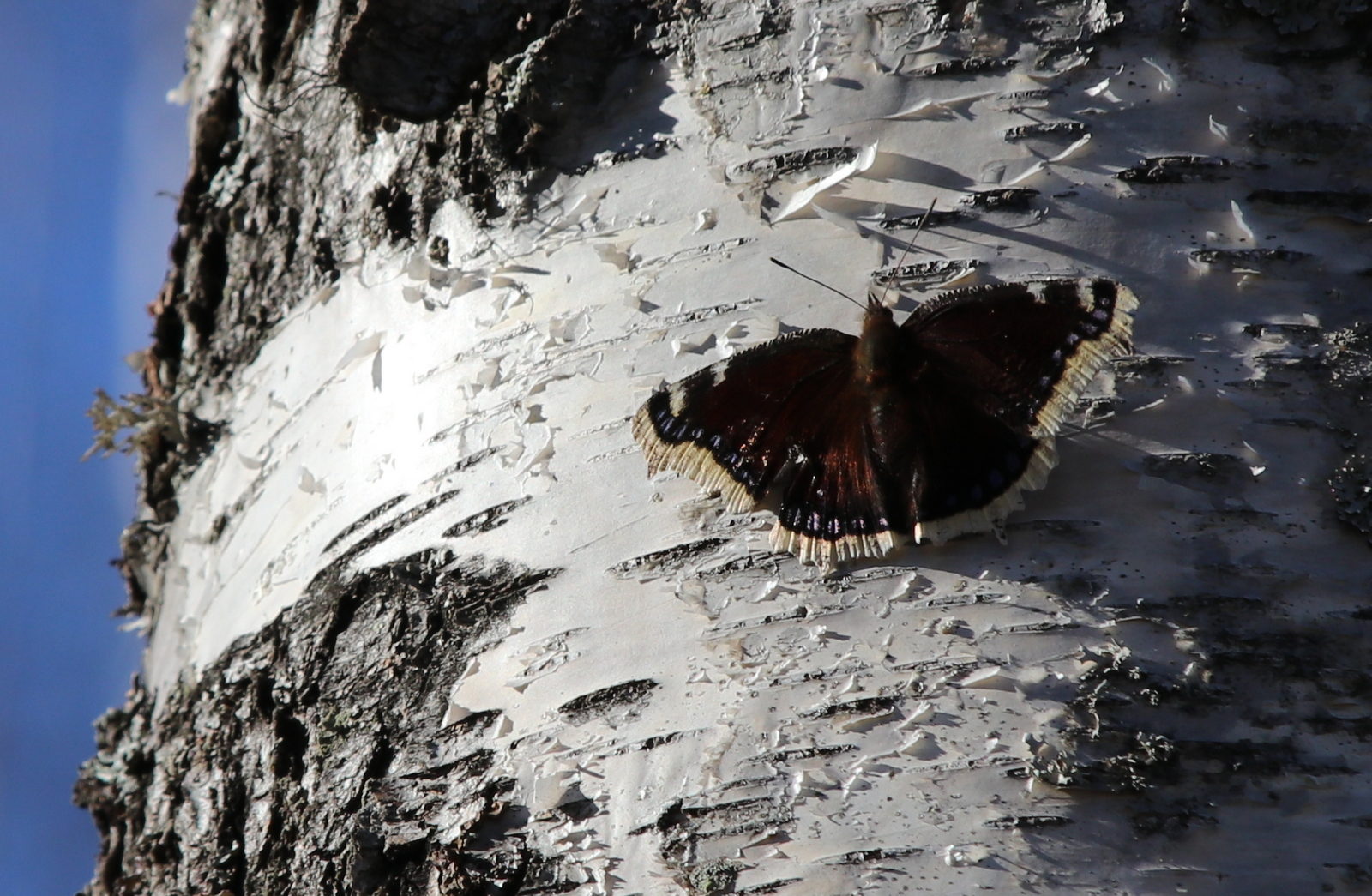 Valokuvaaja: Helena Sytelä