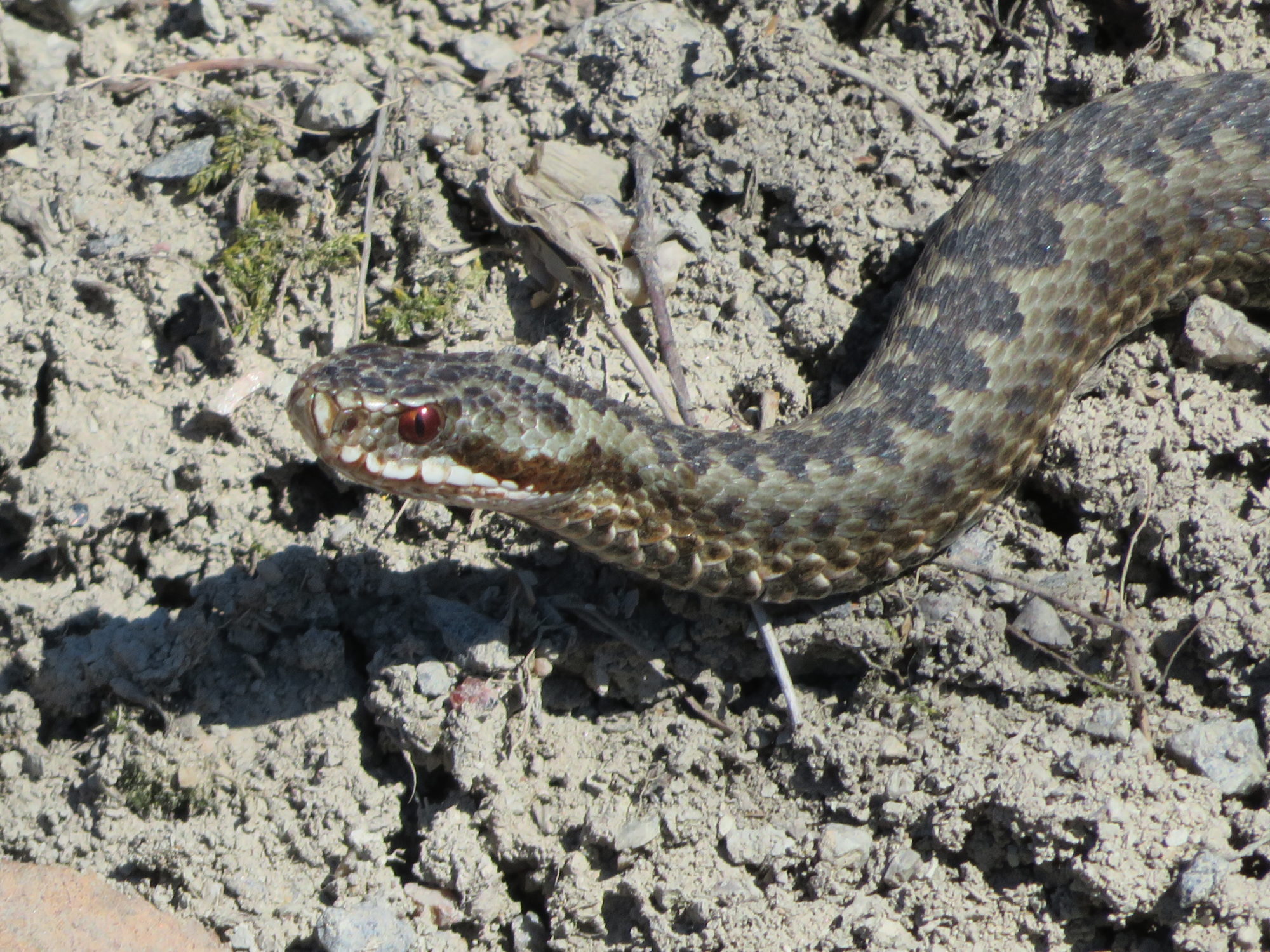 Valokuvaaja: Risto Kangassalo Valokuvaaja: Risto Kangassalo