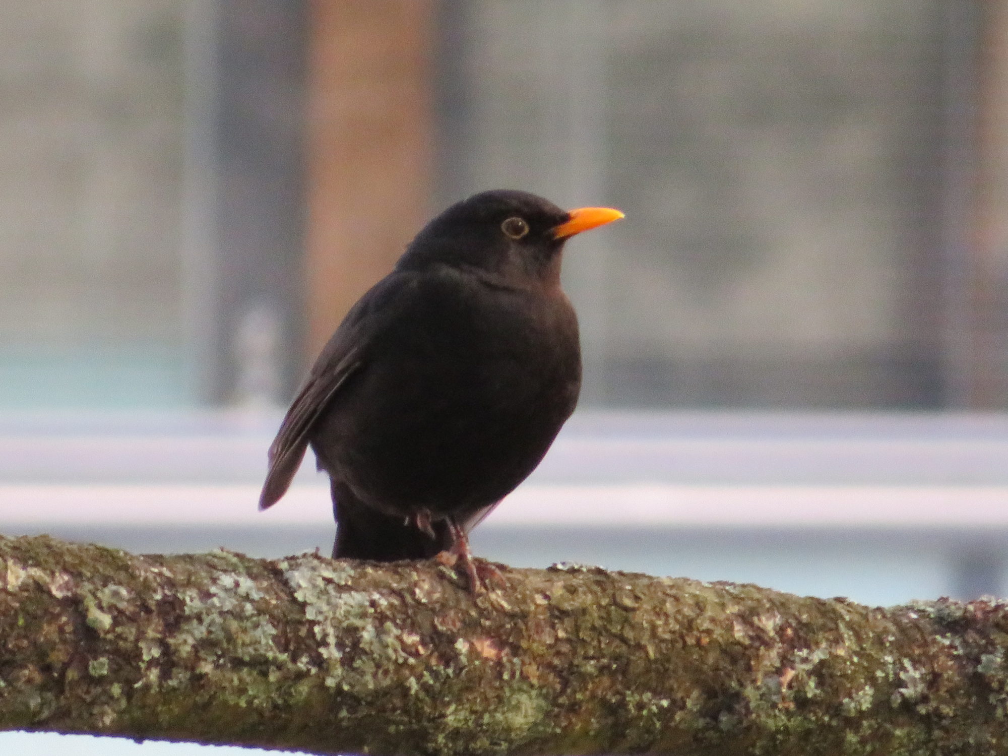 Valokuvaaja: Risto Kangassalo