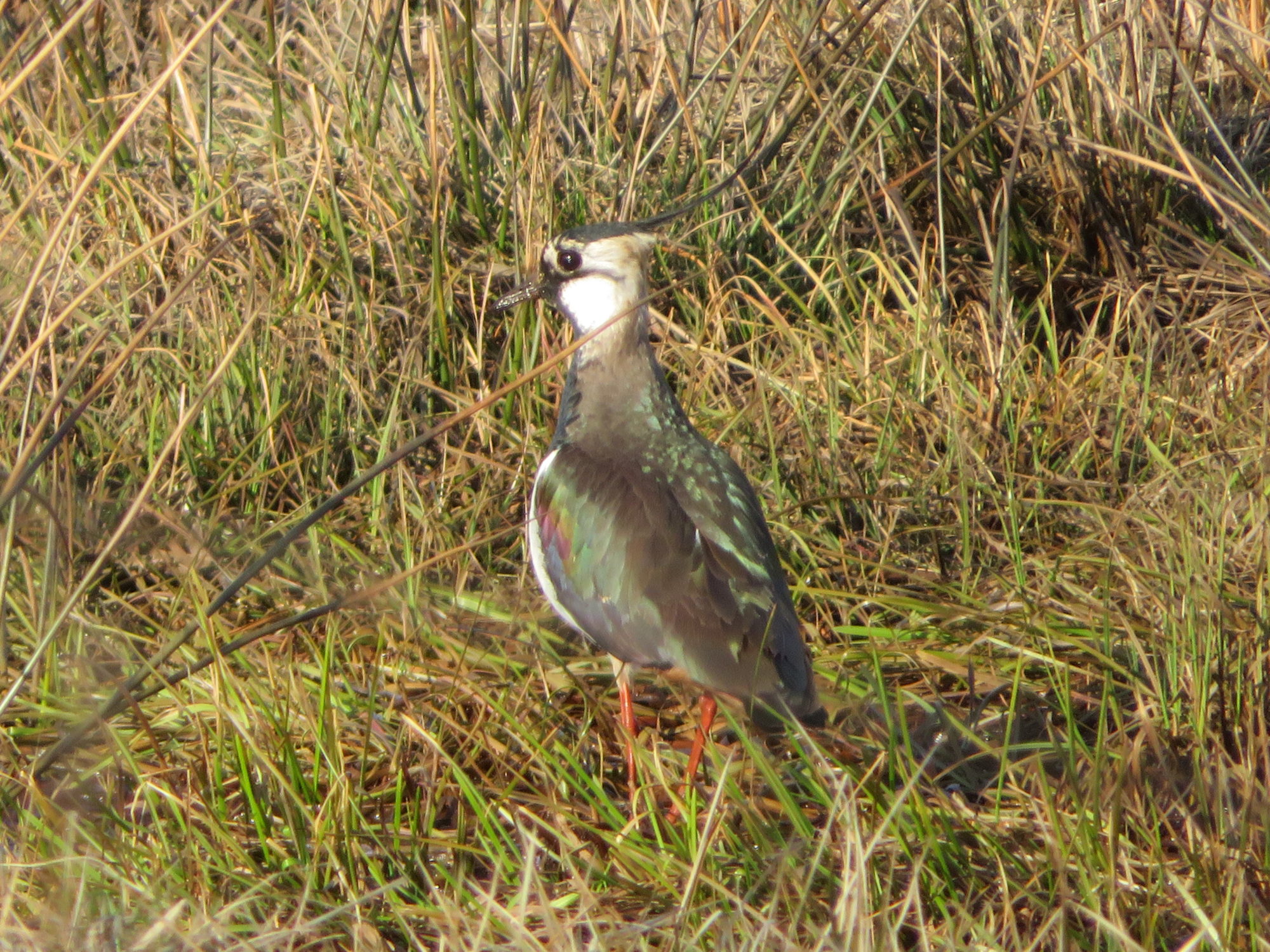 Valokuvaaja: Risto Kangassalo