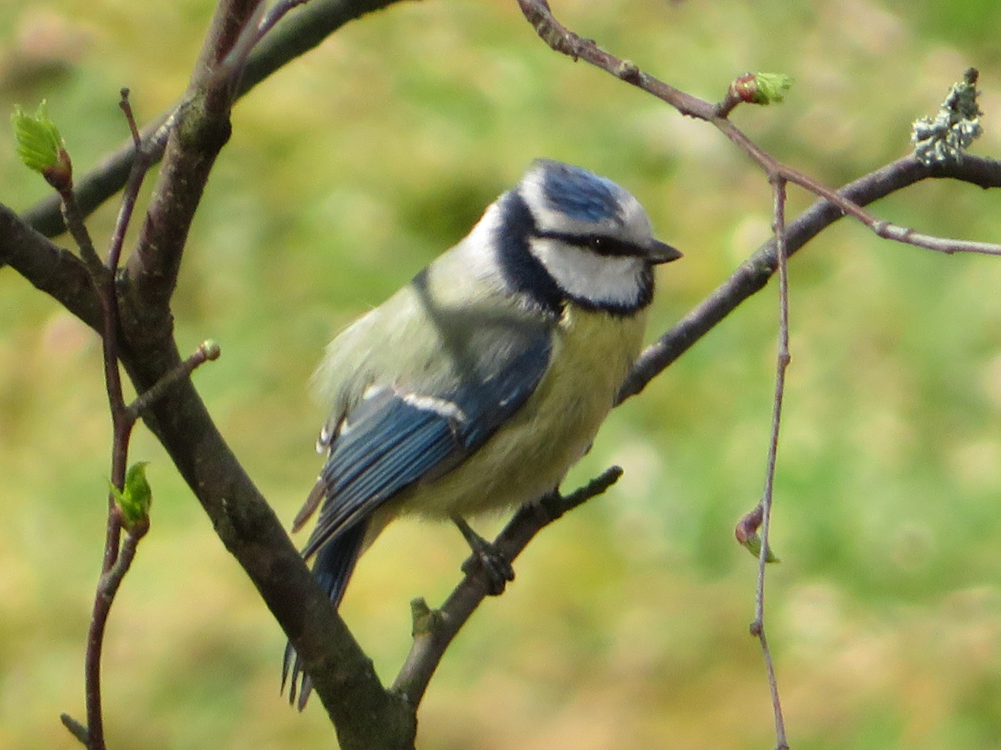 Valokuvaaja: Risto Kangassalo