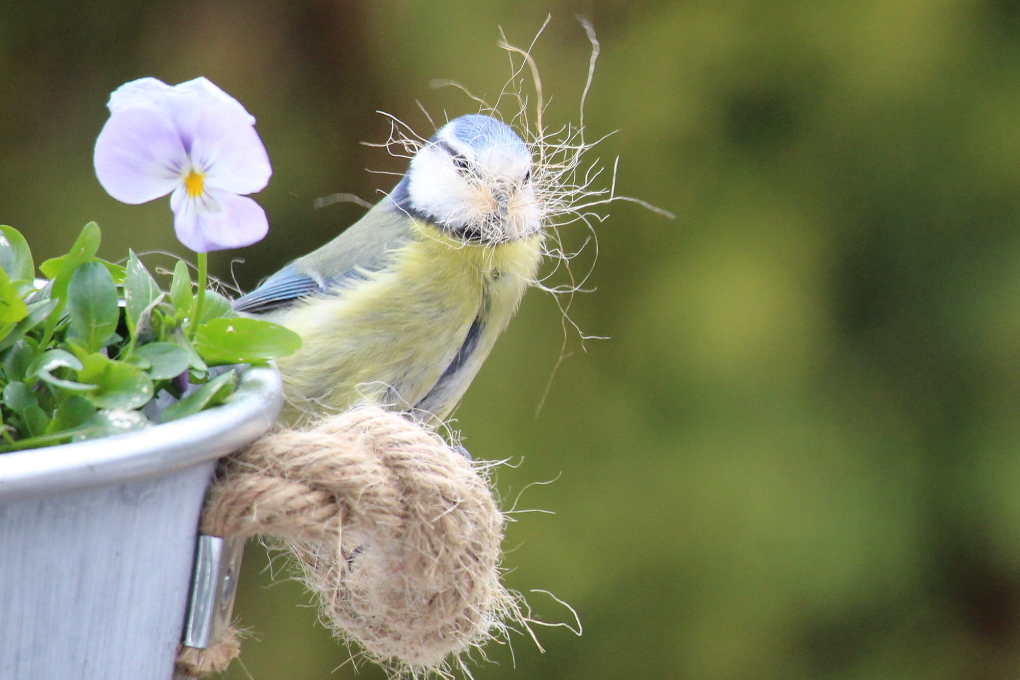 Valokuvaaja: Kirsi-Marja Joenpolvi
