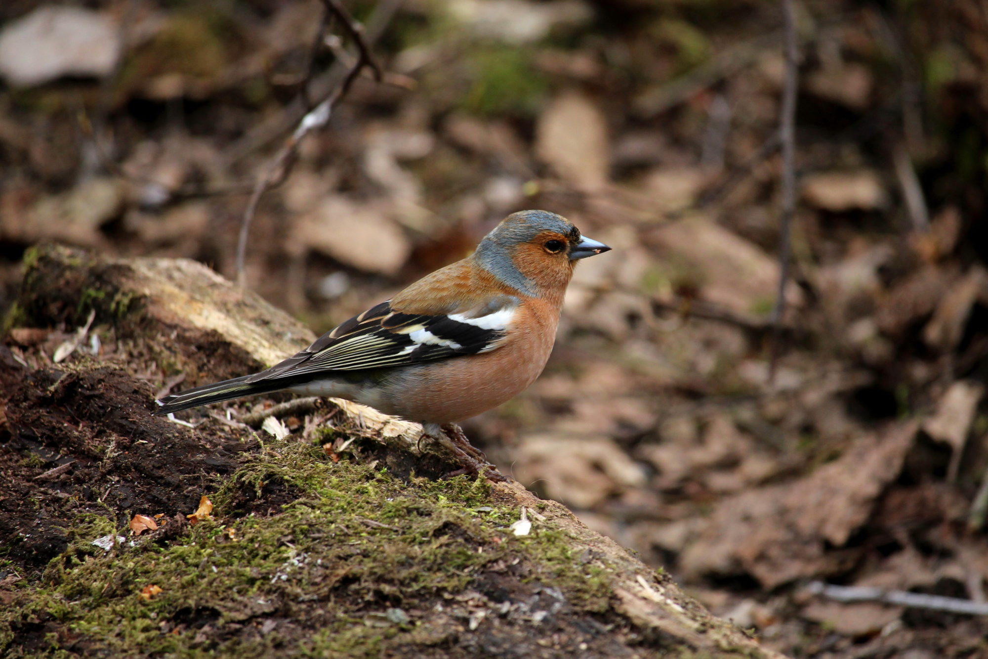 Valokuvaaja: Kirsi-Marja Joenpolvi