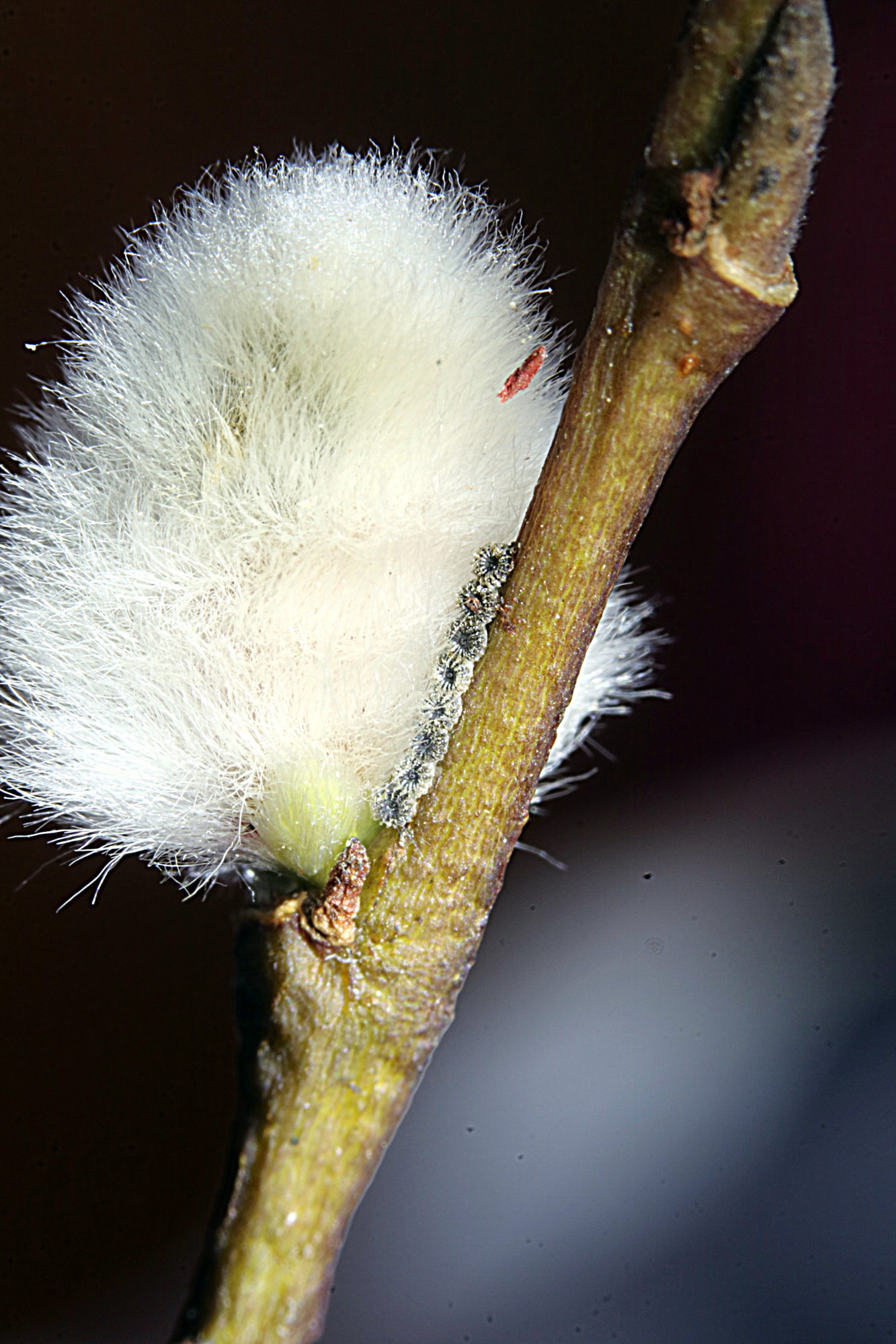 Valokuvaaja: Hannu Rasiranta