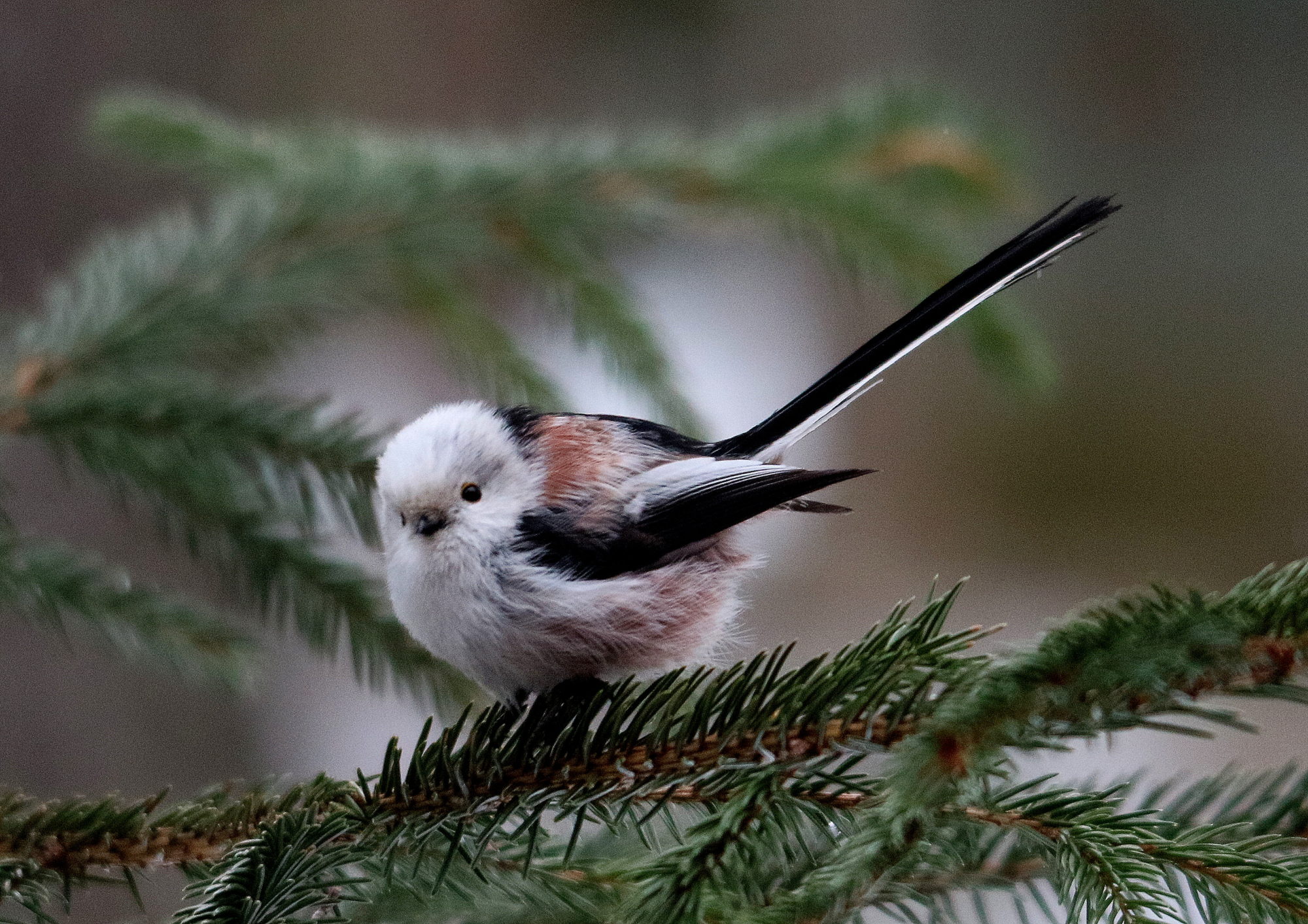 Valokuvaaja: hannu Rasiranta
