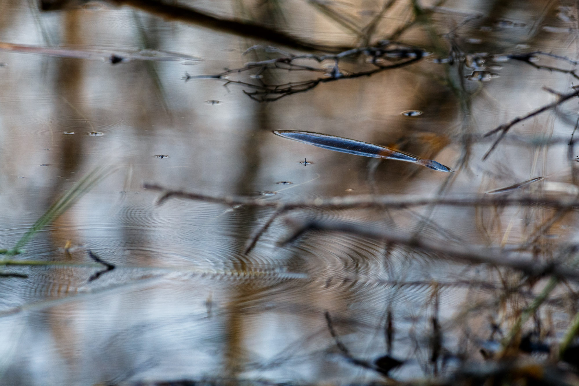 Valokuvaaja: Antti Toivanen