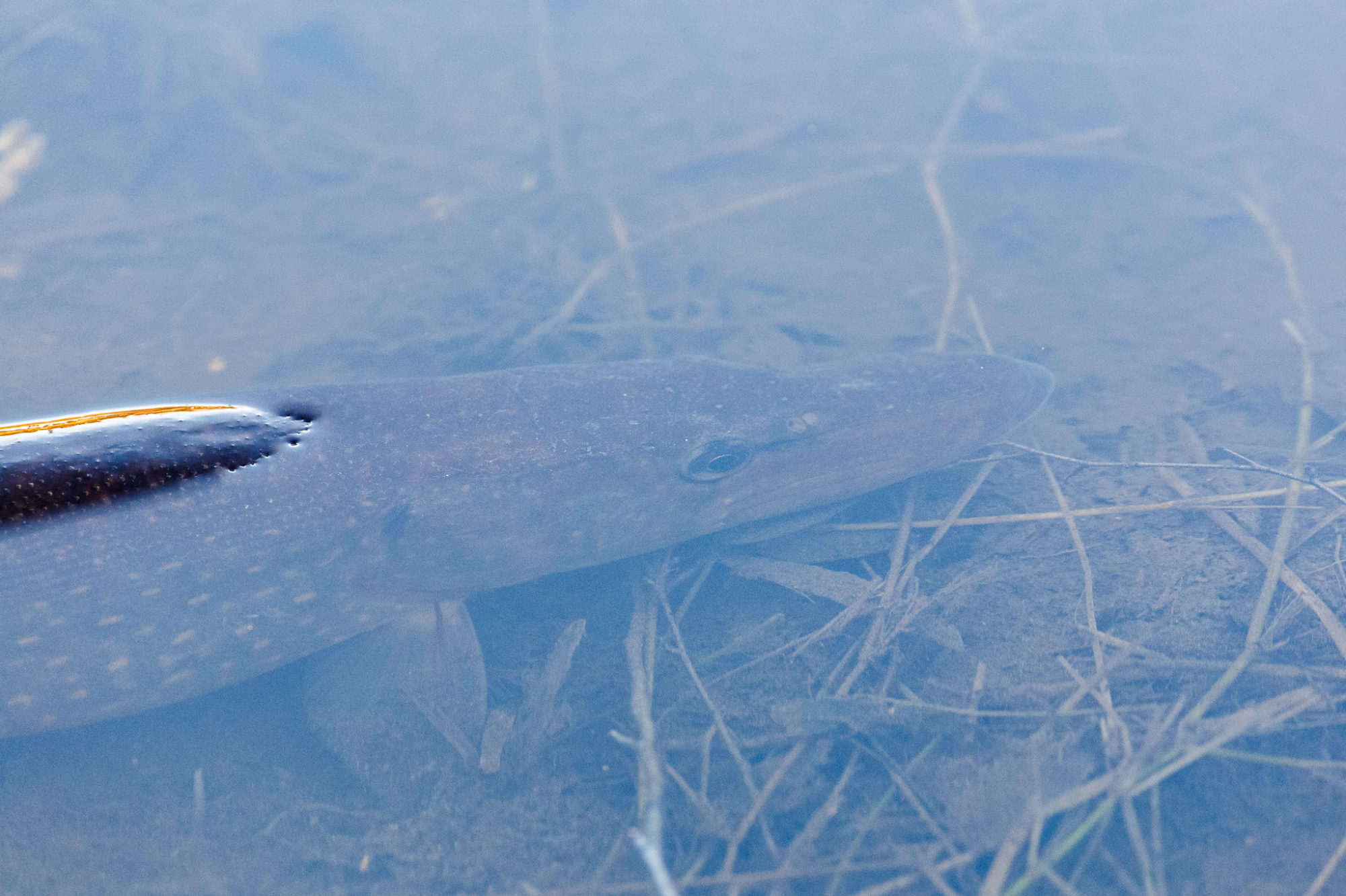 Valokuvaaja: Antti Toivanen