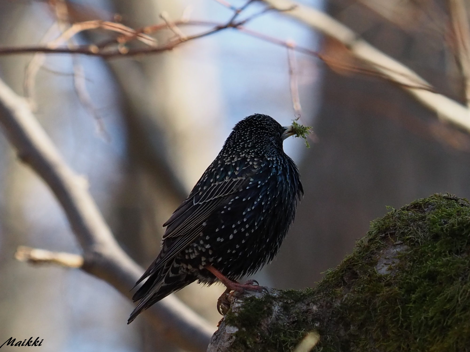 Valokuvaaja: Marja-Leena Kuusisto