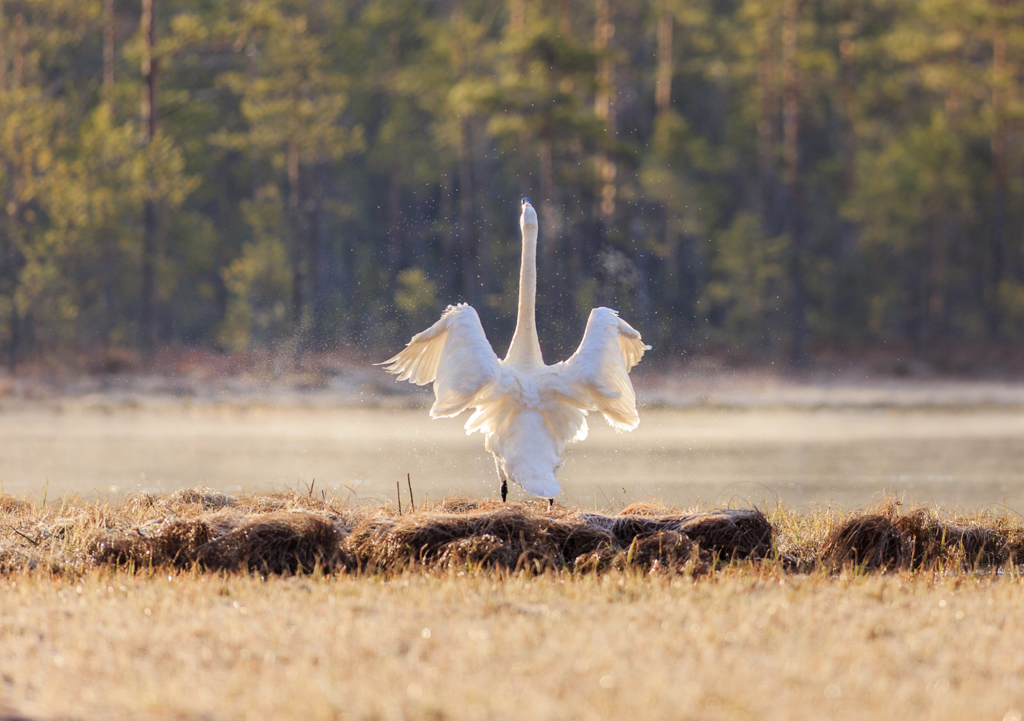 Valokuvaaja: Antti Toivanen