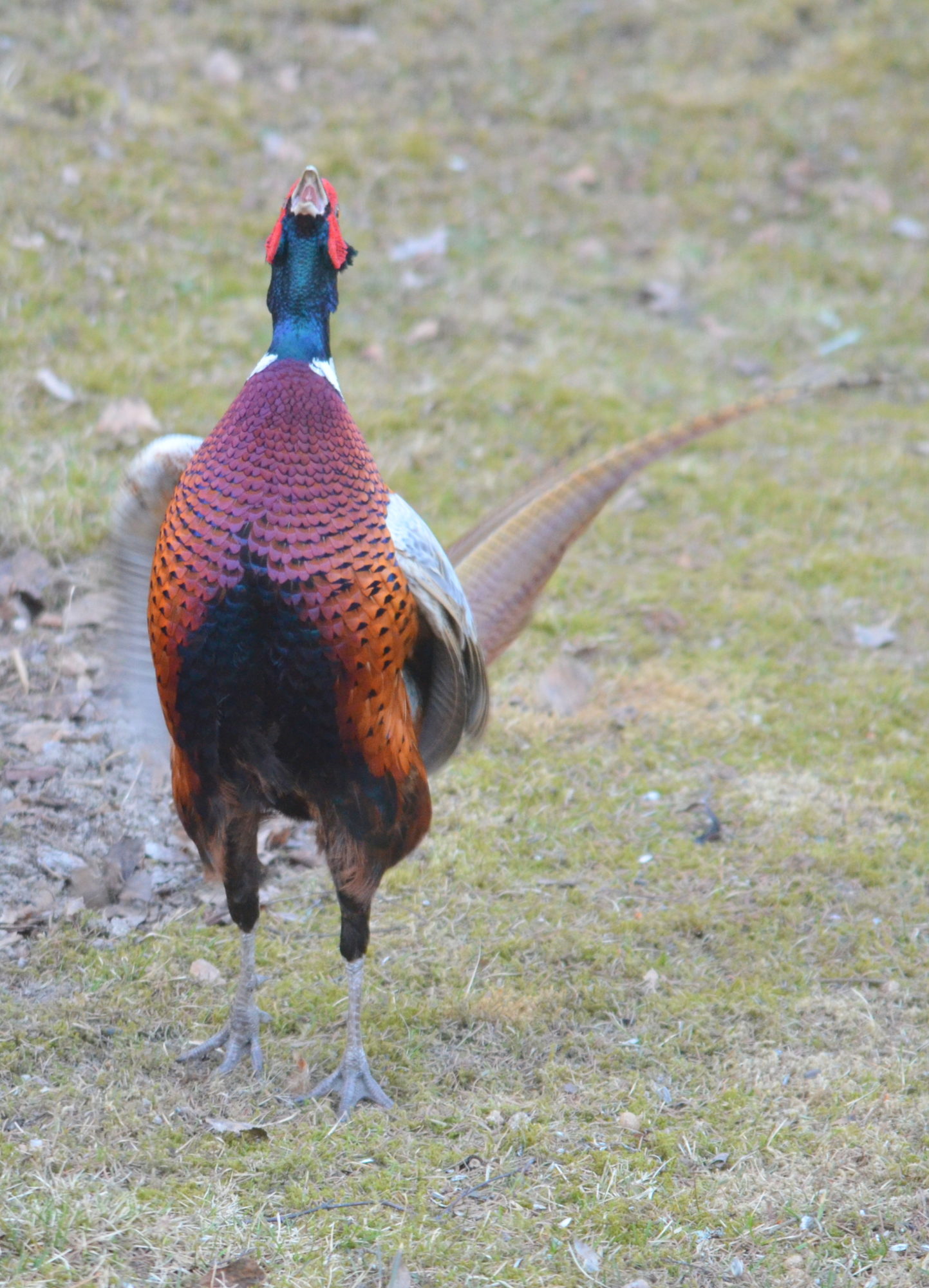Valokuvaaja: Kaarlo Asikainen