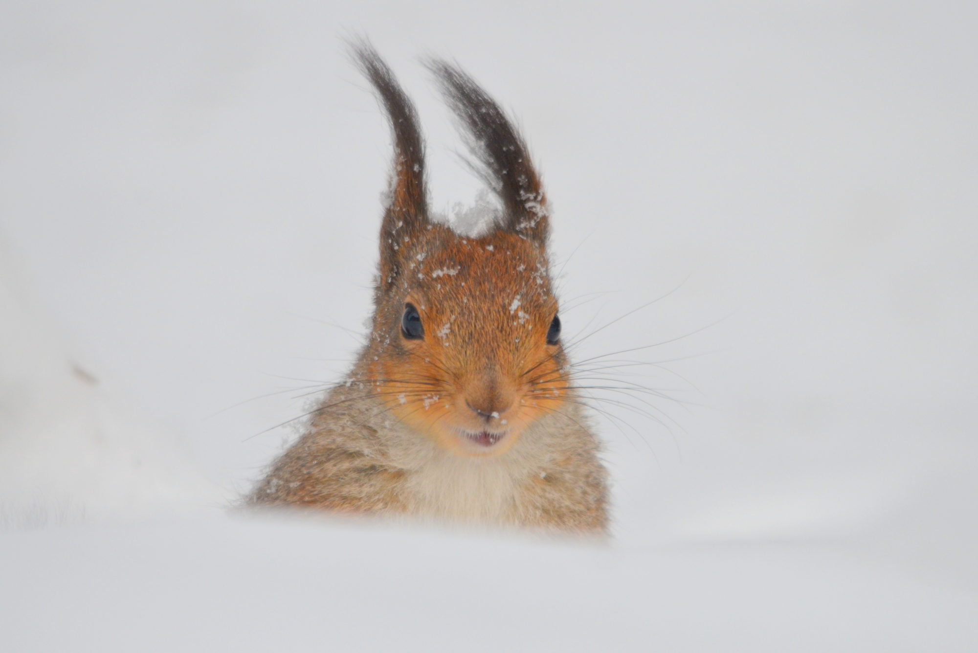 Valokuvaaja: Kaarlo Asikainen