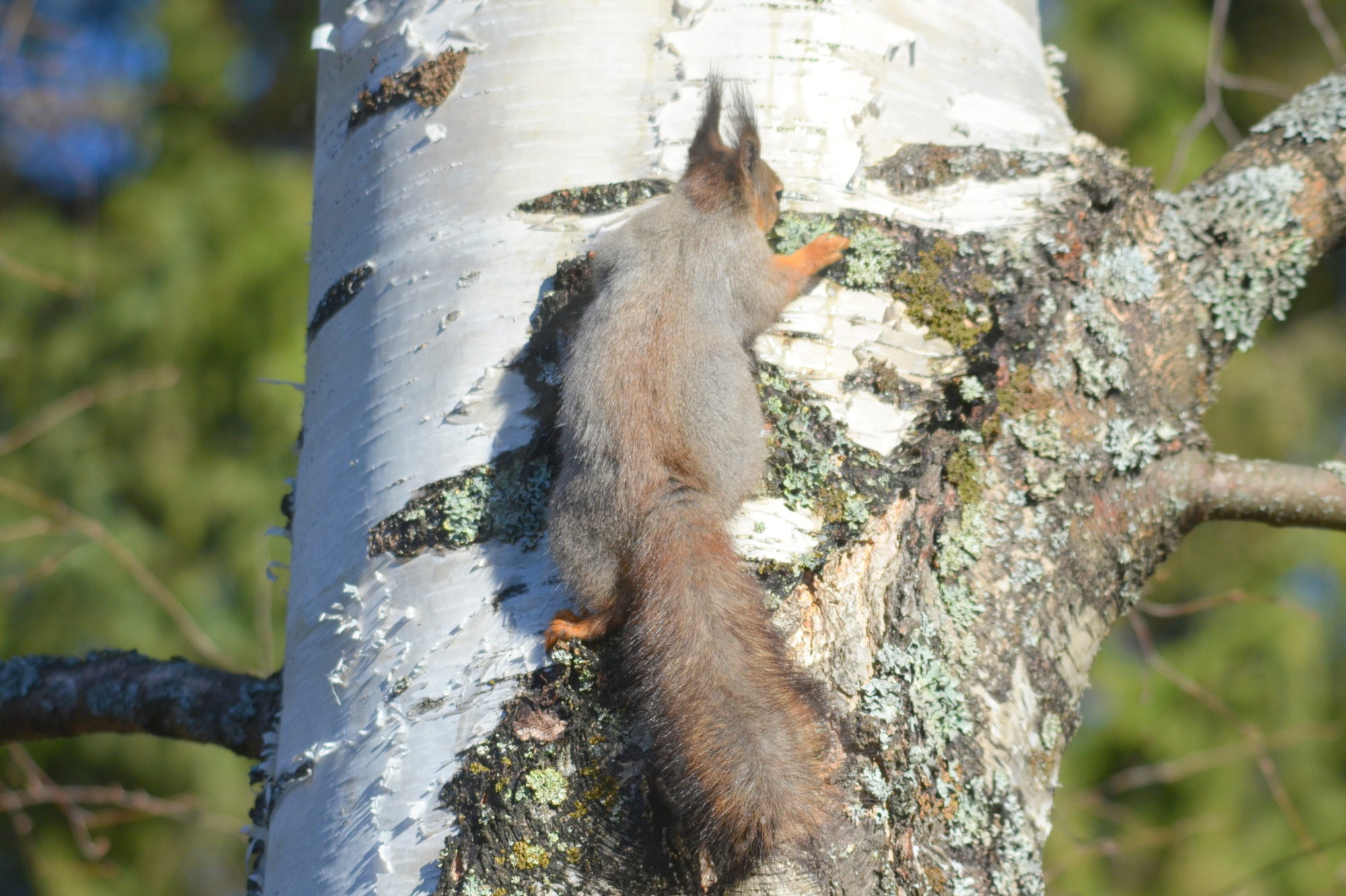 Valokuvaaja: Kaarlo Asikainen