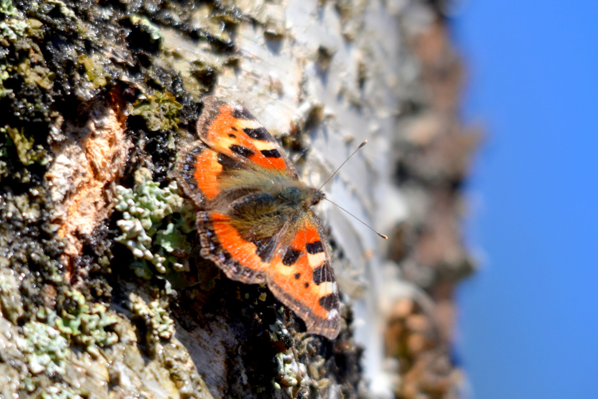 Valokuvaaja: Kaarlo Asikainen