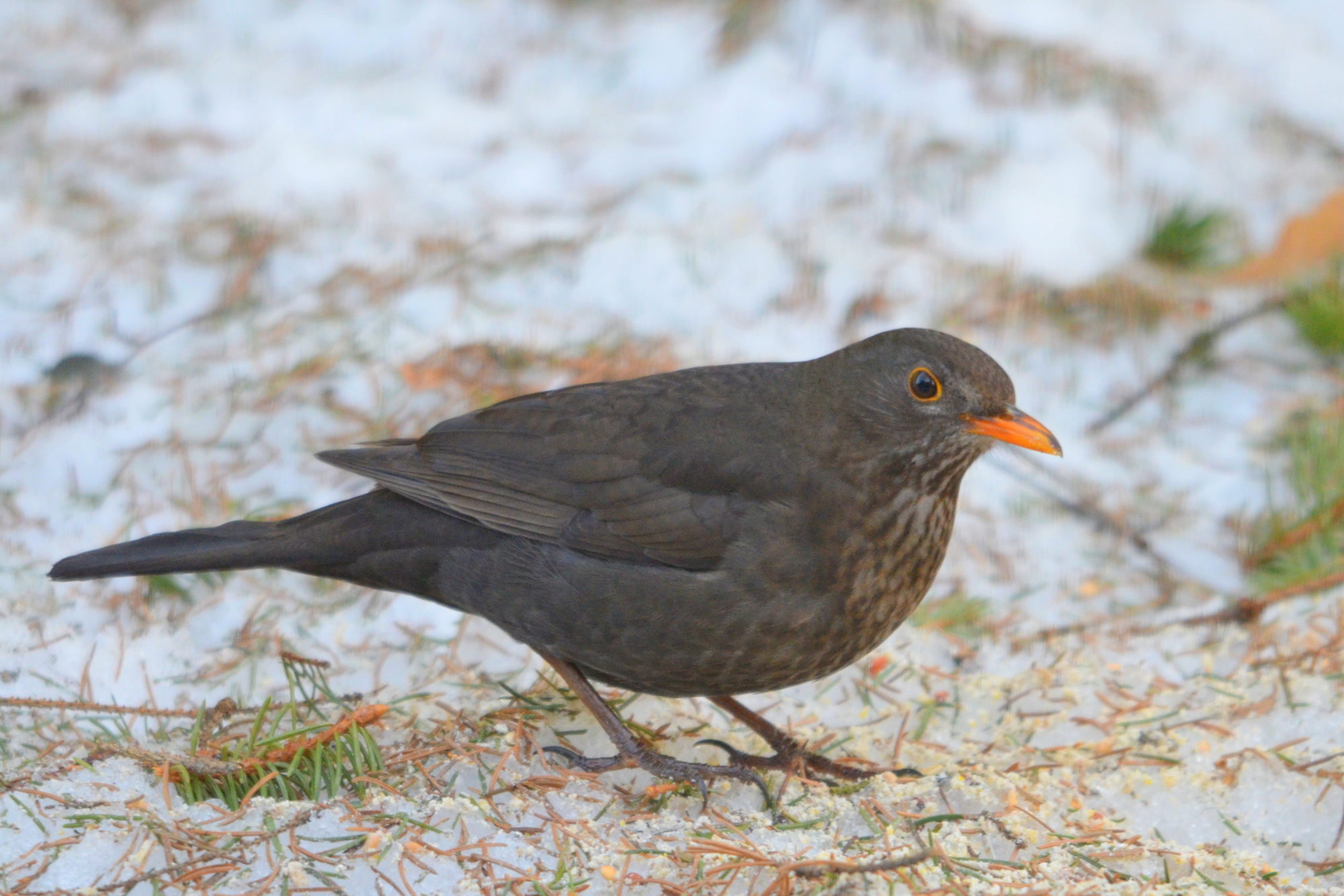 Valokuvaaja: Kaarlo Asikainen