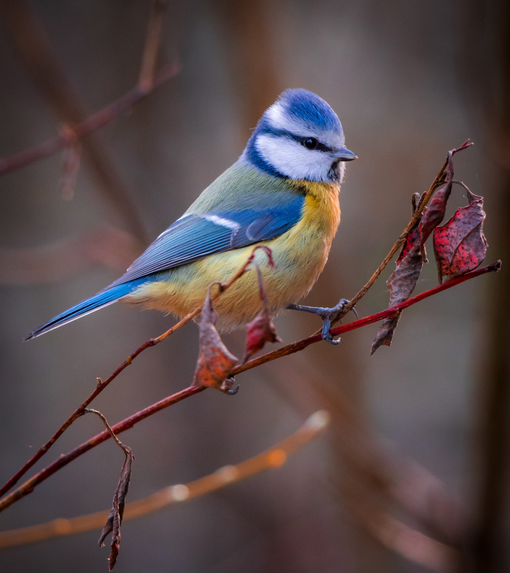 Valokuvaaja: Jukka Risikko