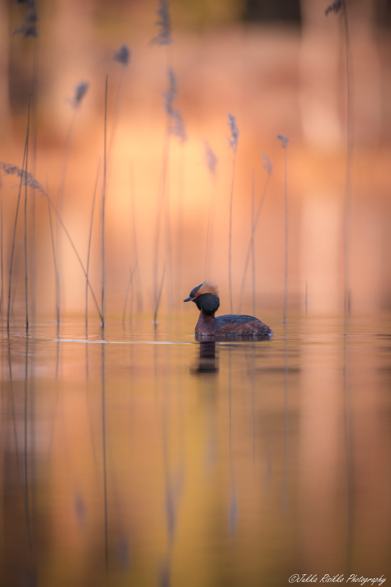 Valokuvaaja: Jukka Risikko Valokuvaaja: Jukka Risikko