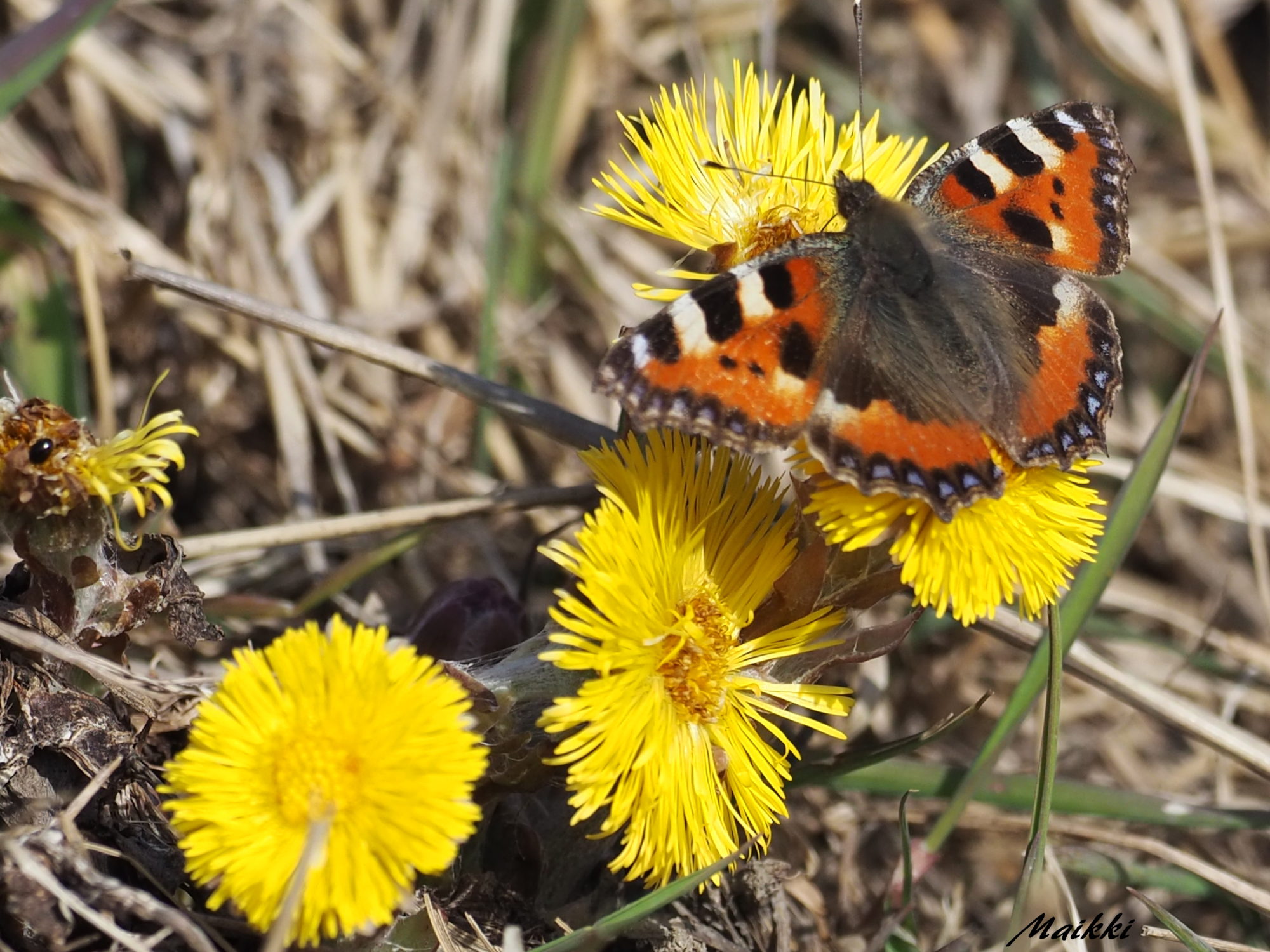Valokuvaaja: Marja-Leena Kuusisto