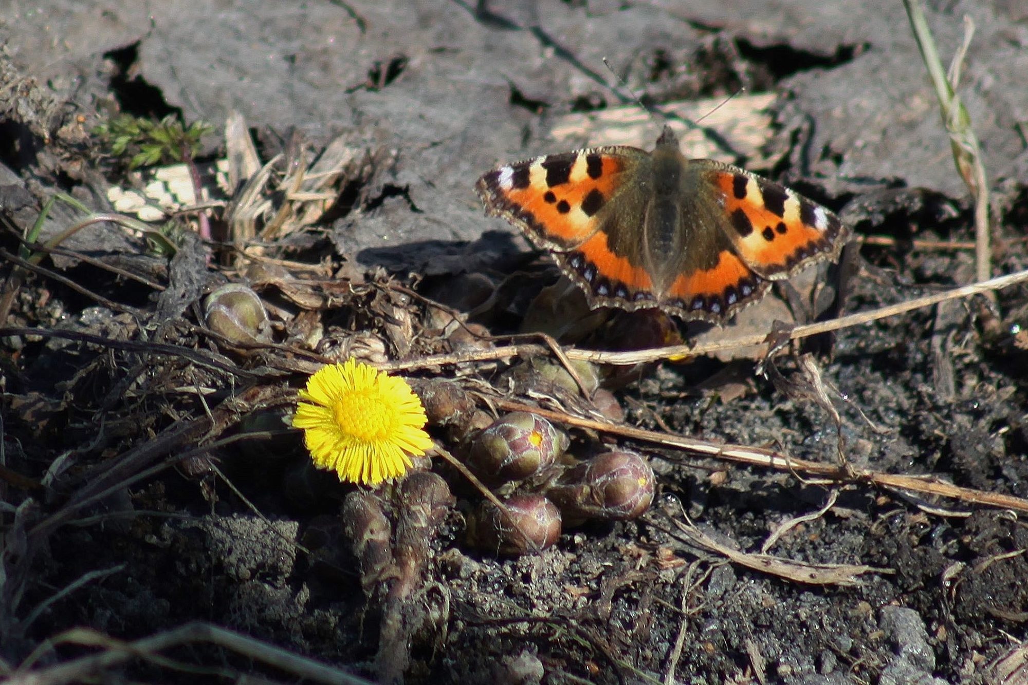 Valokuvaaja: Pirkko Siukonen