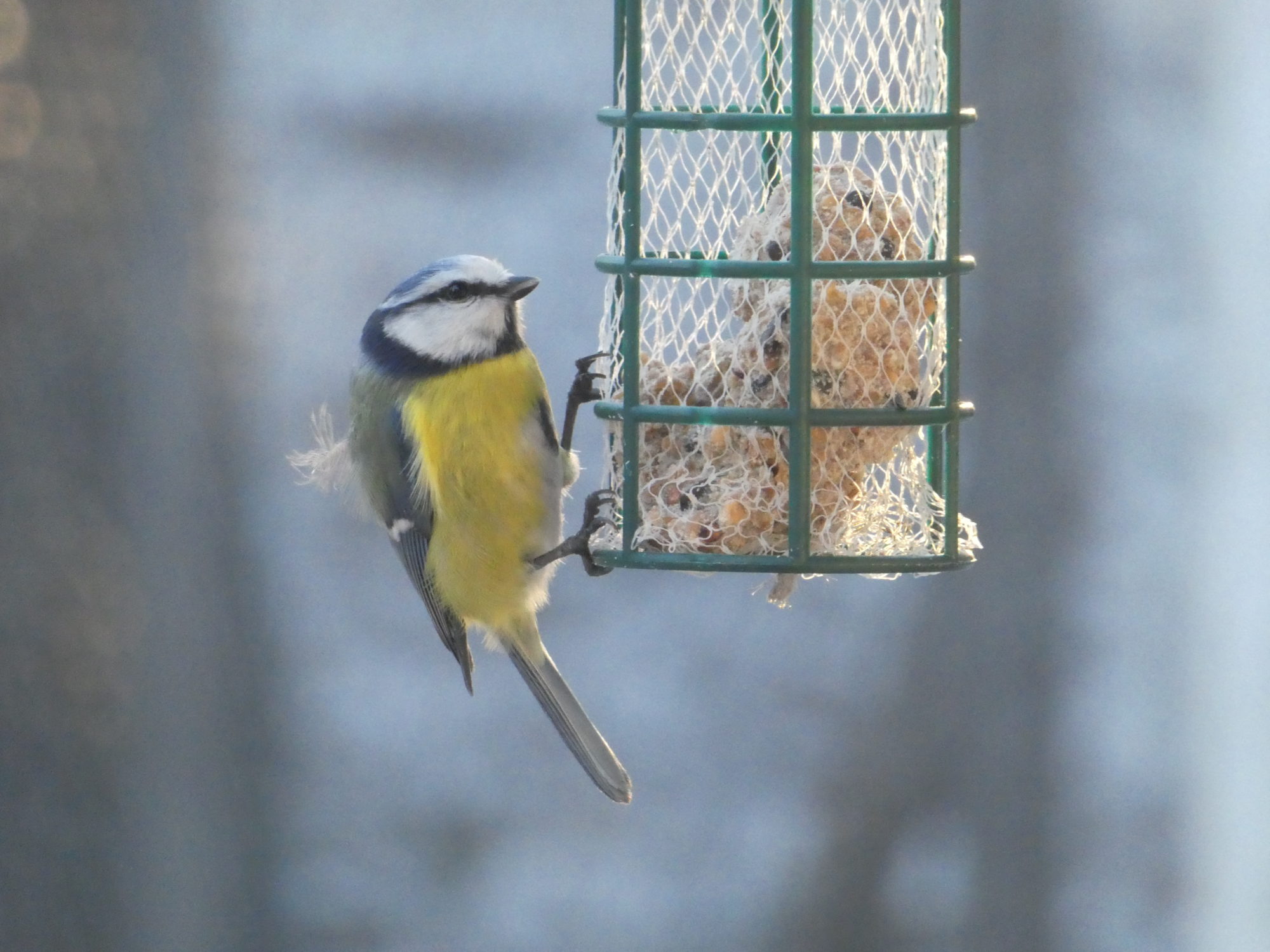 Valokuvaaja: Anja Mustamaa