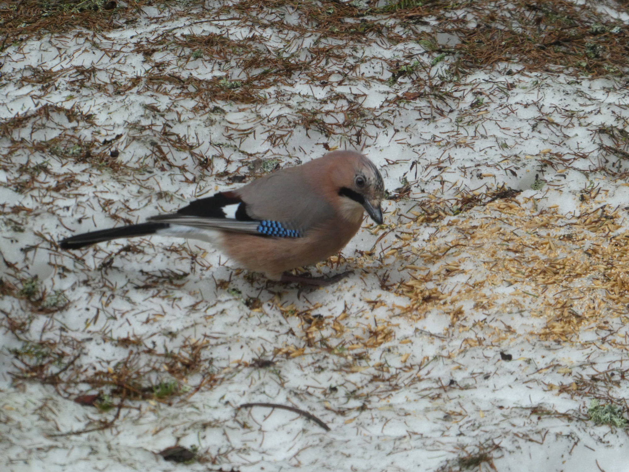 Valokuvaaja: Anja Mustamaa