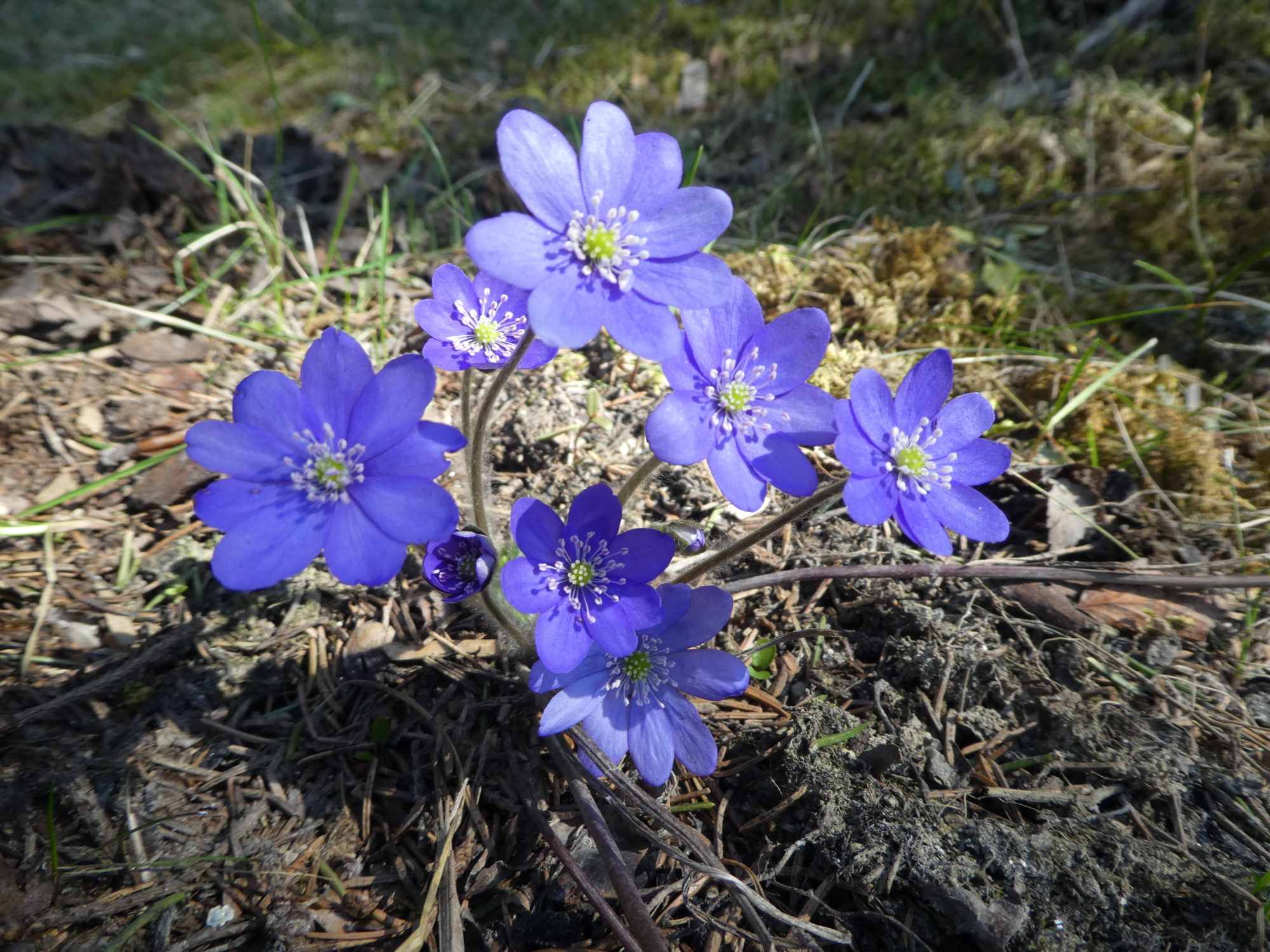 Valokuvaaja: Anja Mustamaa