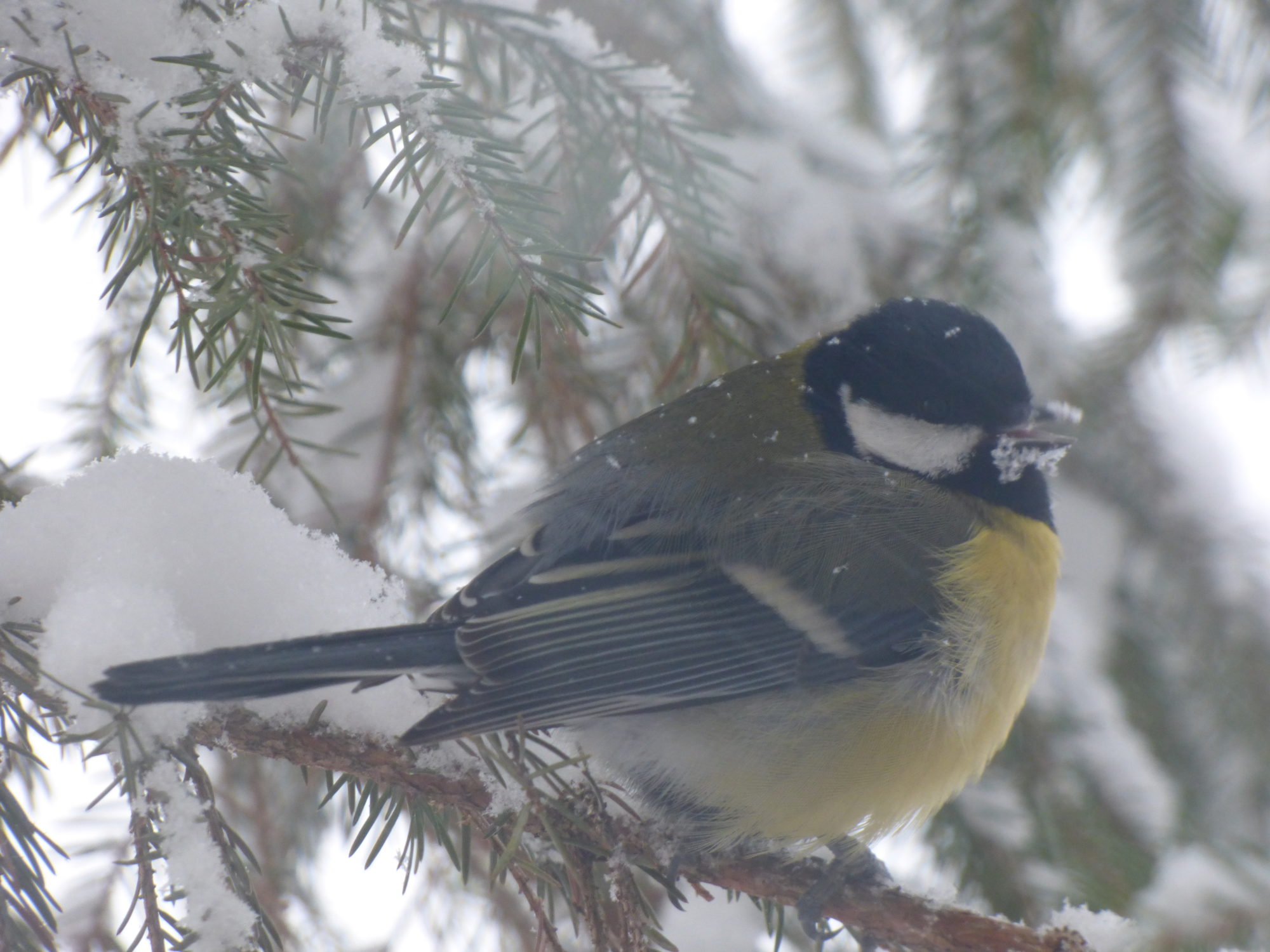 Valokuvaaja: Hannu Rissanen