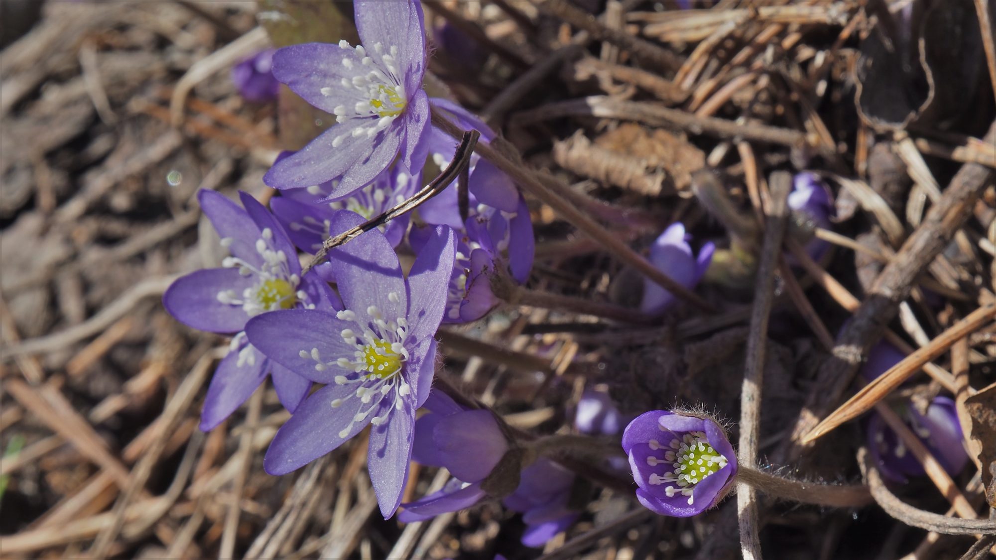 Valokuvaaja: Arja Valtonen