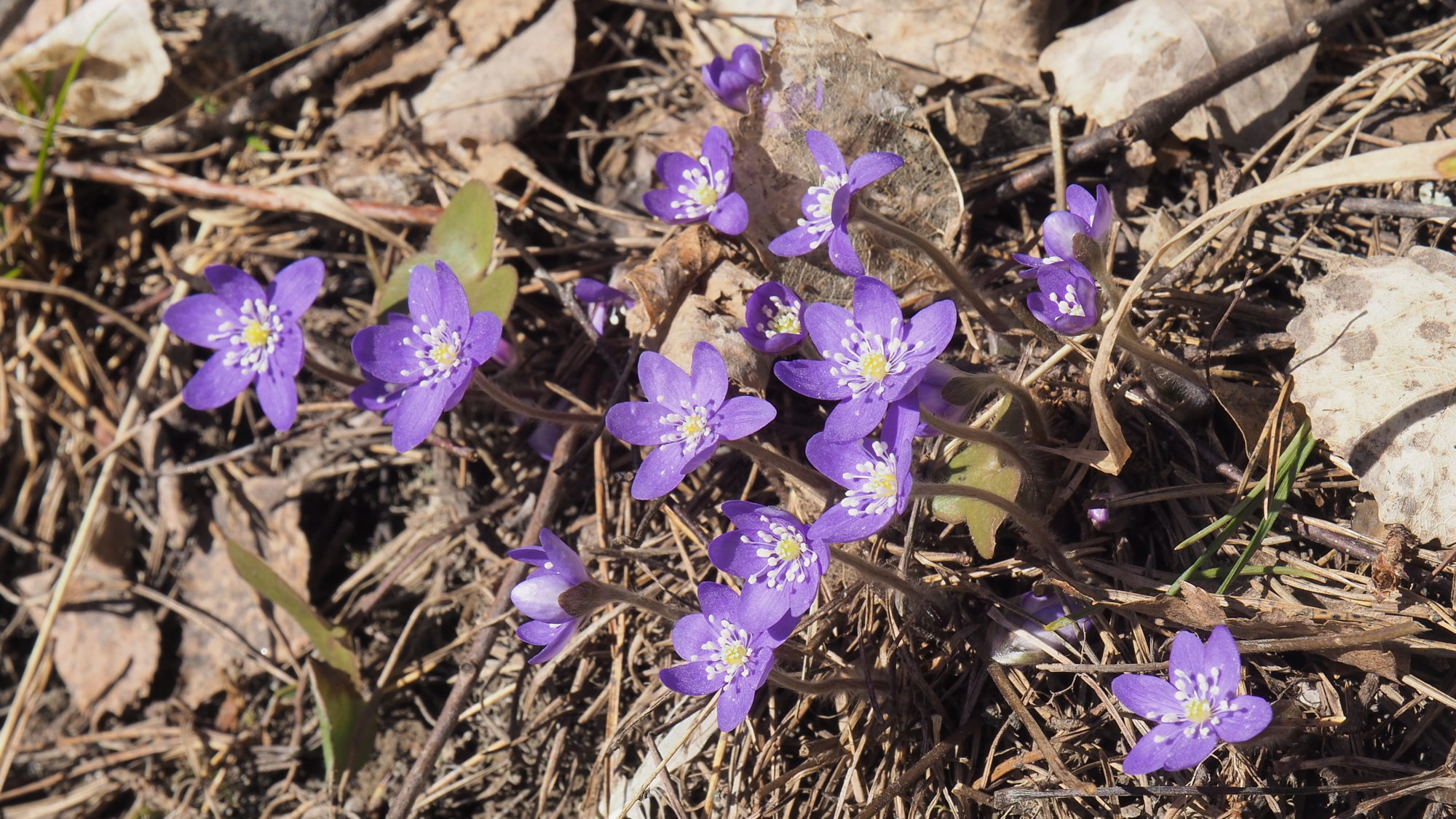 Valokuvaaja: Arja Valtonen