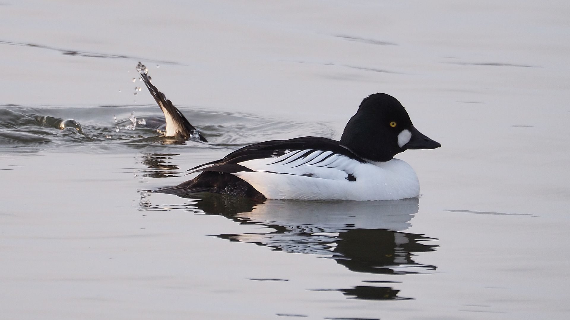 Valokuvaaja: Arja Valtonen Valokuvaaja: Arja Valtonen
