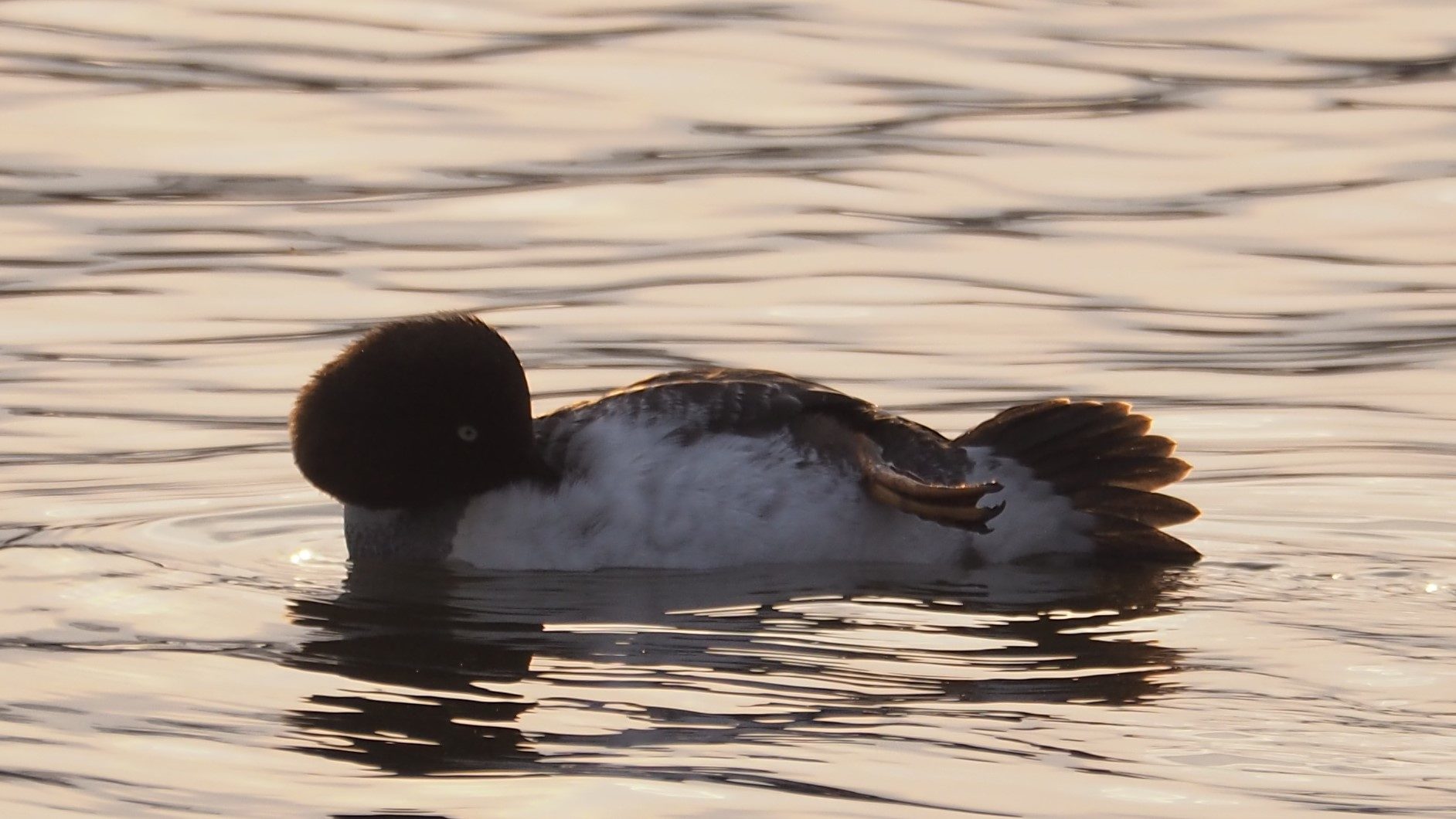 Valokuvaaja: Arja Valtonen
