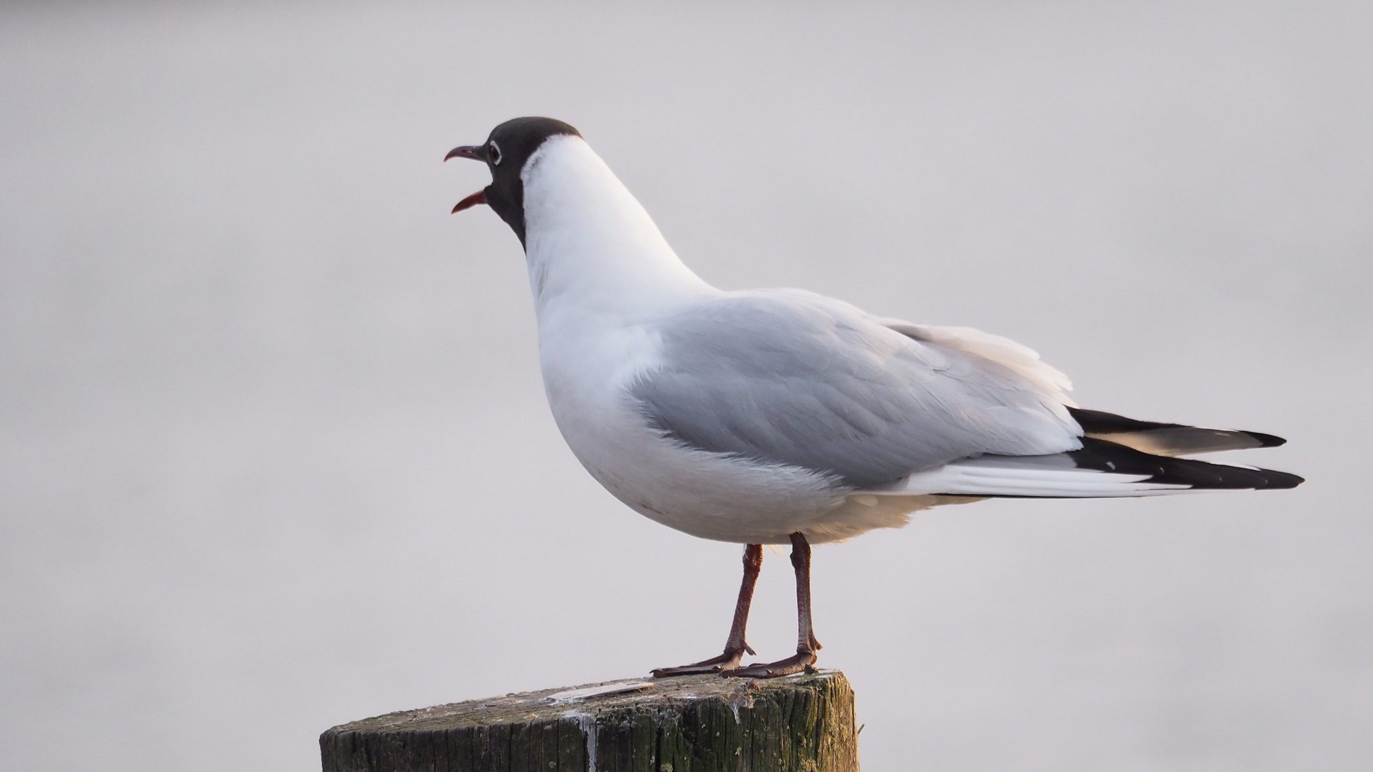 Valokuvaaja: Arja Valtonen