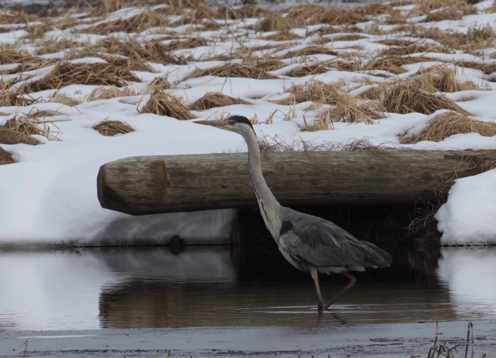 Valokuvaaja: Mikkola Irma Valokuvaaja: Mikkola Irma