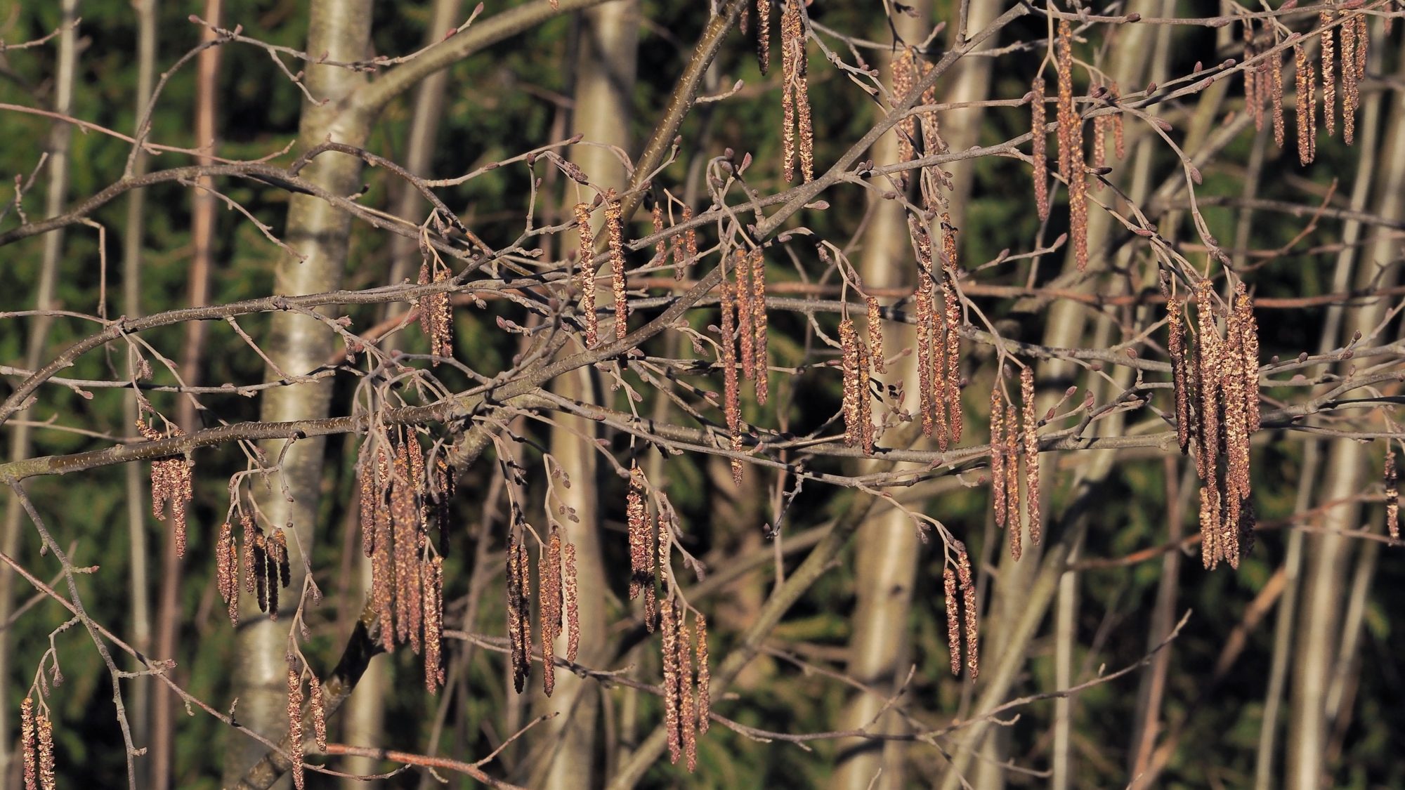 Valokuvaaja: Arja Valtonen