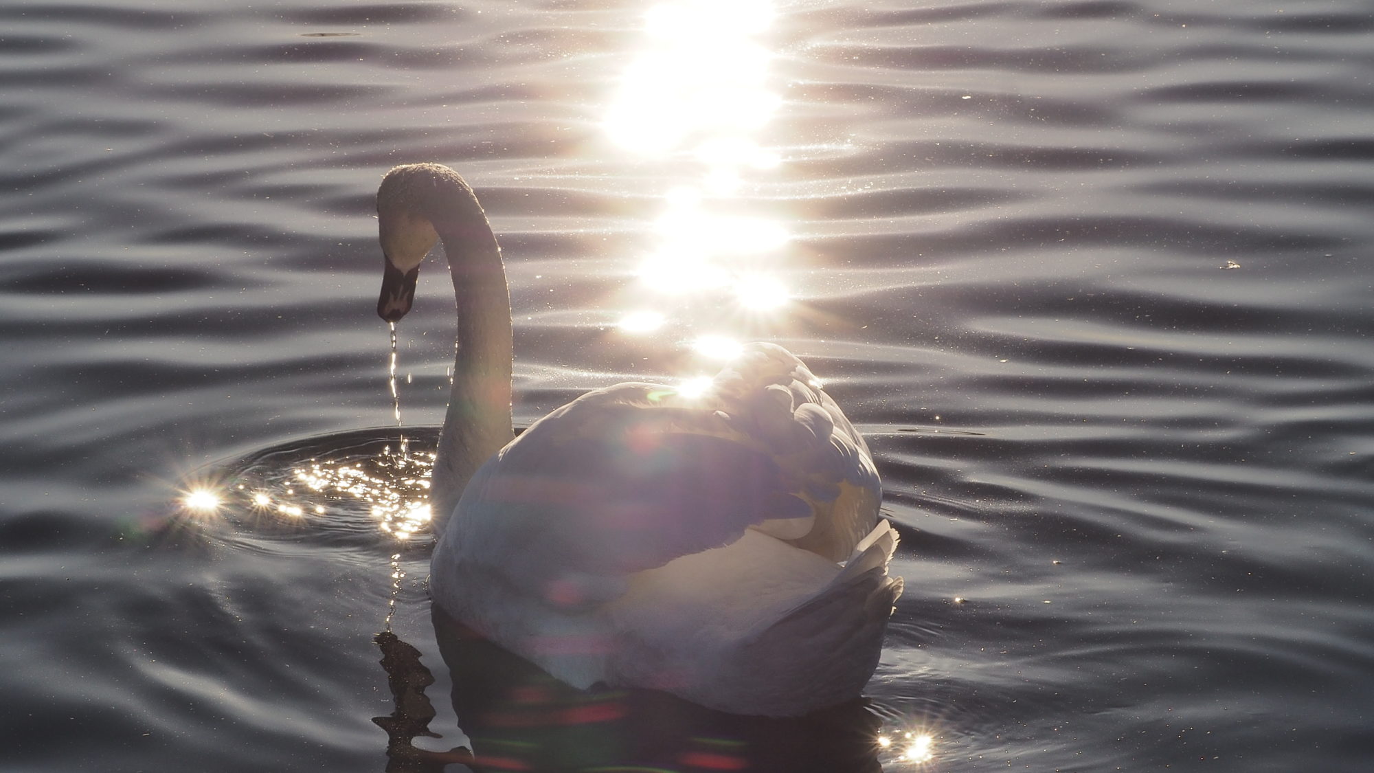 Valokuvaaja: Arja Valtonen Valokuvaaja: Arja Valtonen