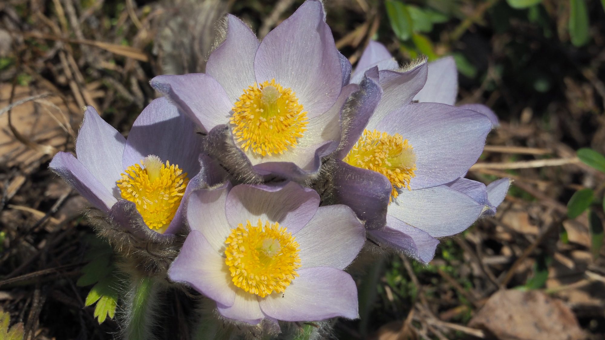 Valokuvaaja: Arja Valtonen